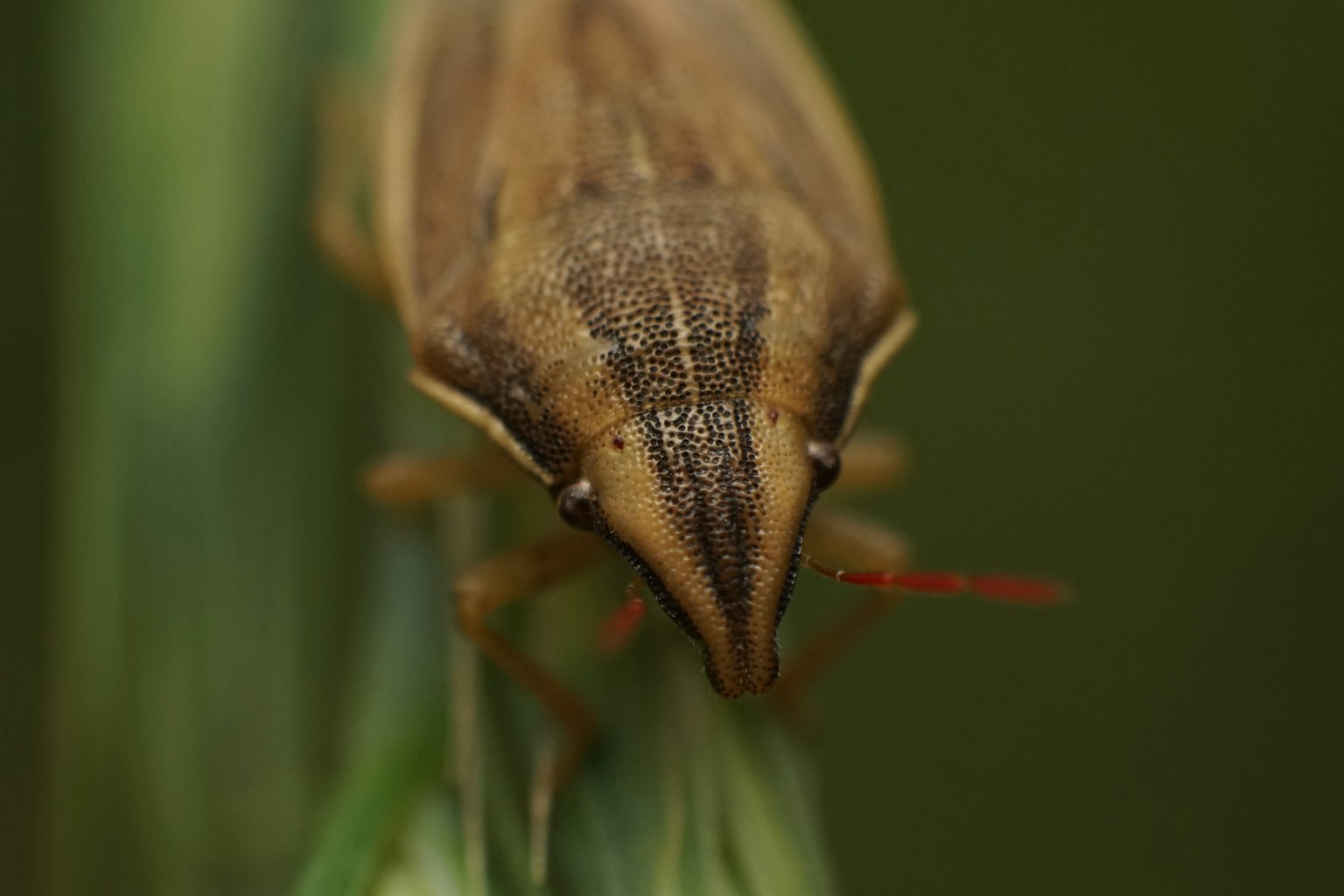 Nahaufnahme eines Insekts vor grünem Hintergrund mit auffälligem braunem Körper und roten Antennen