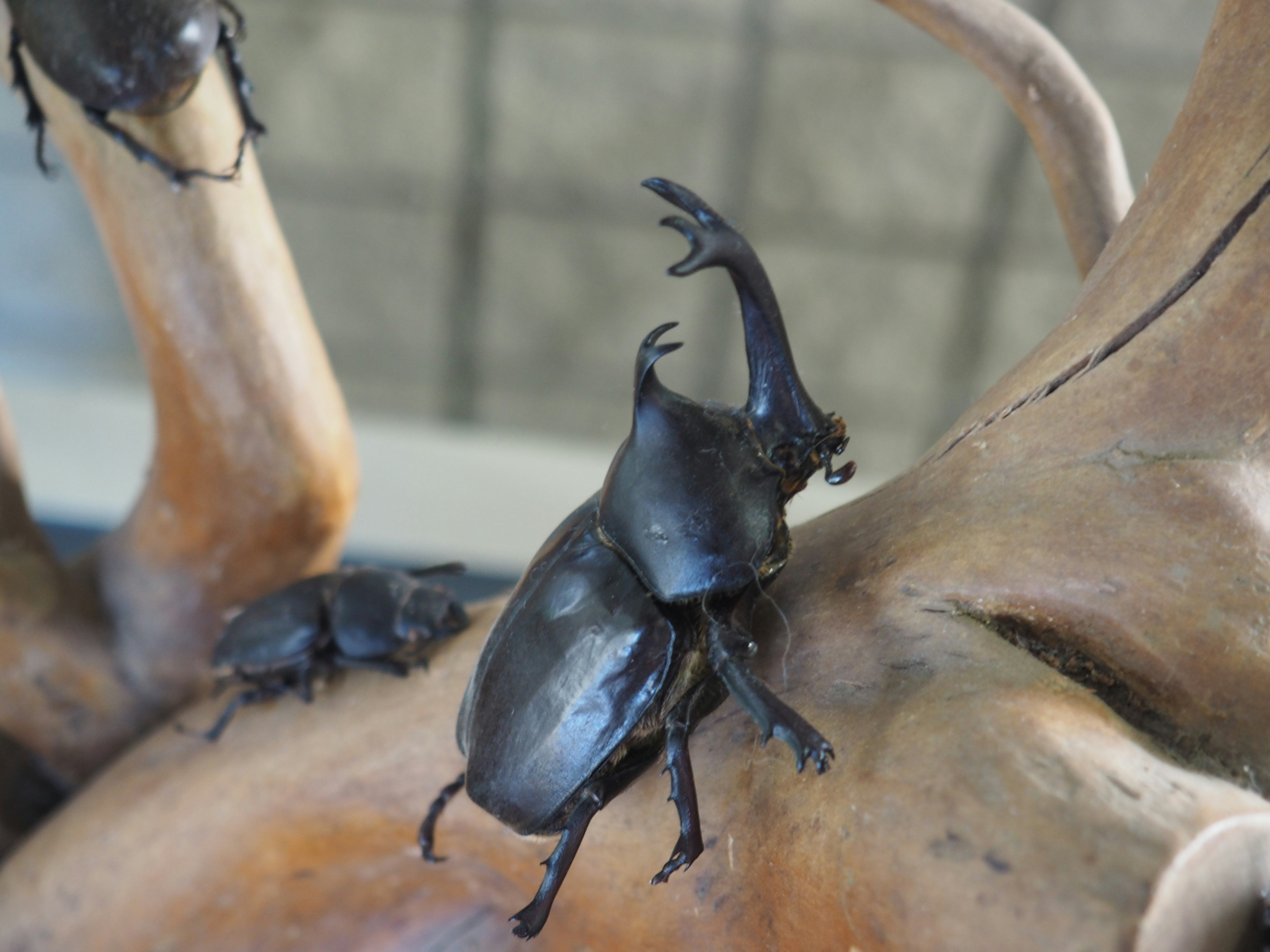 Close-up of a beetle-like insect perched on a wooden surface