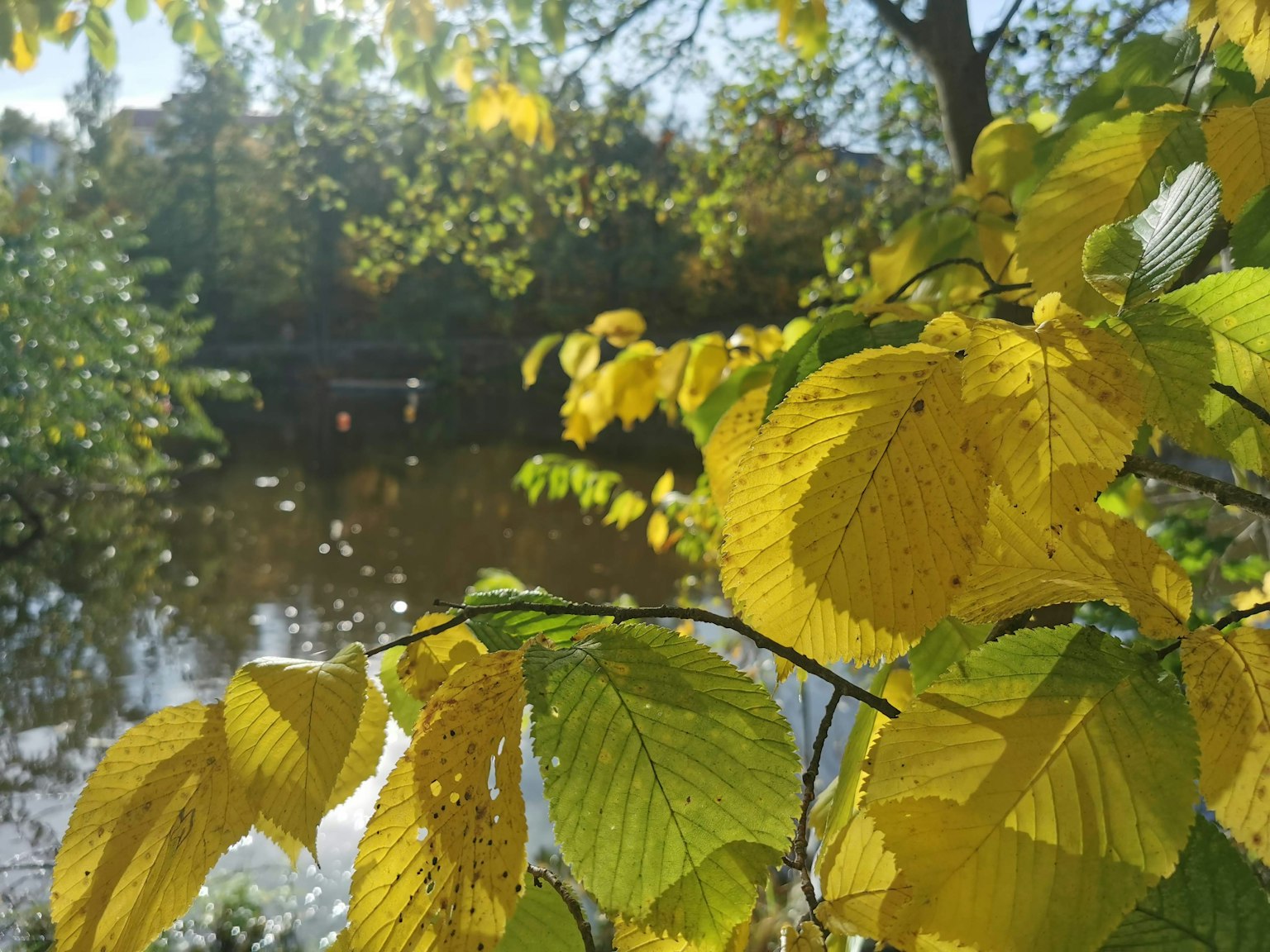 Herbstlaub mit lebhaften gelben Blättern und einem ruhigen Teich