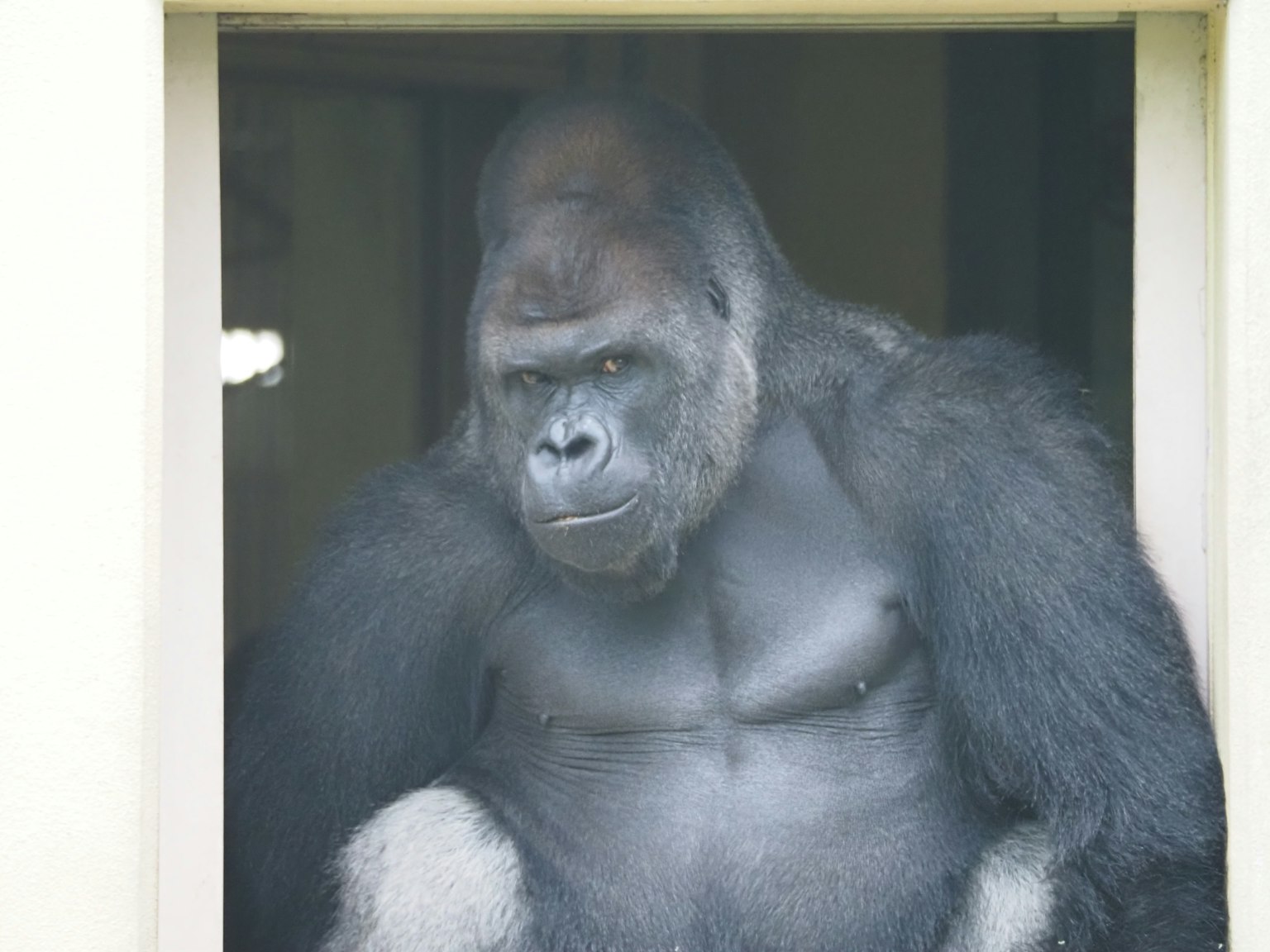 Un gorila sentado en una ventana mirando hacia afuera