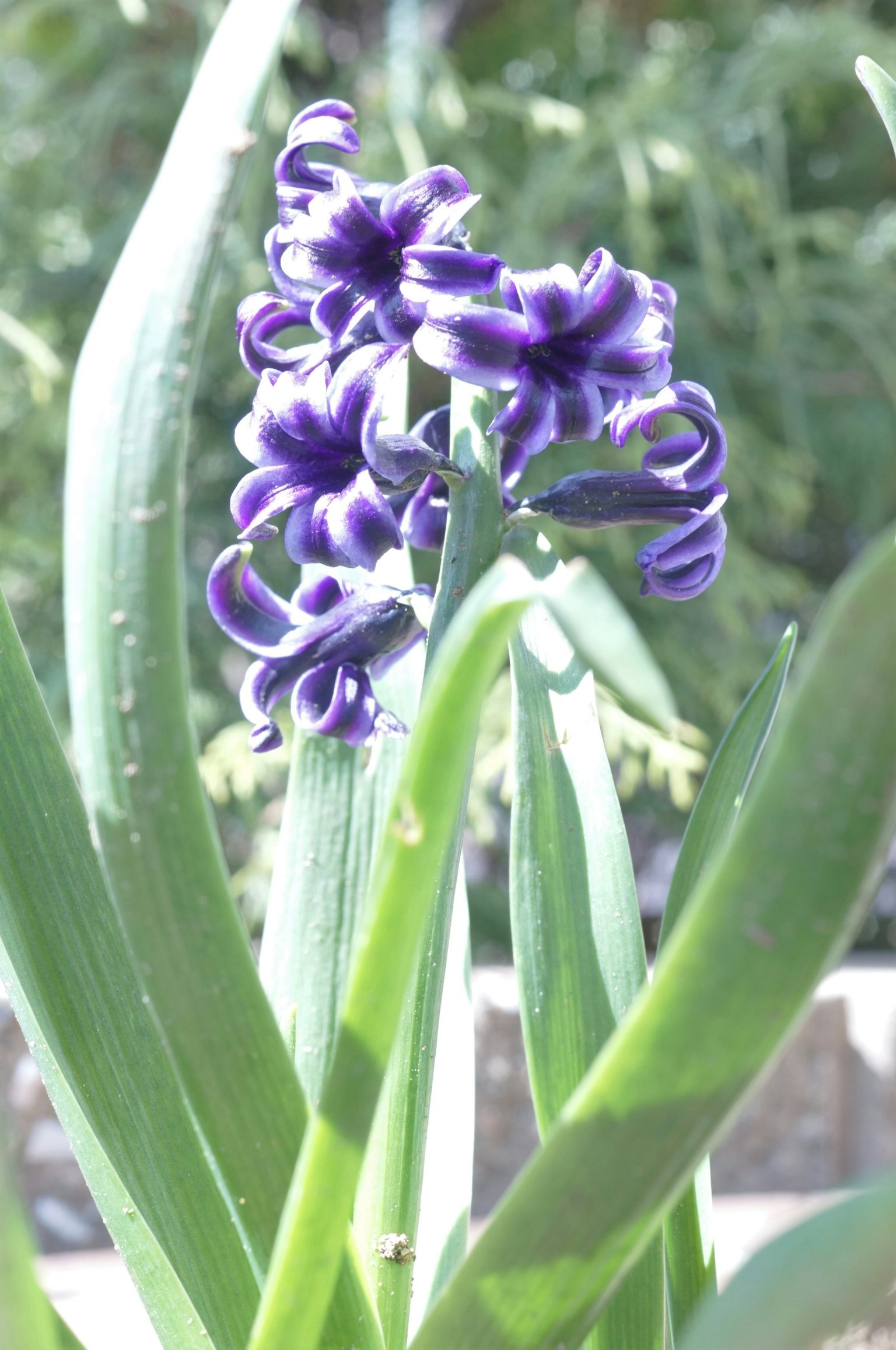 Fiore di giacinto viola che sboccia tra foglie verdi