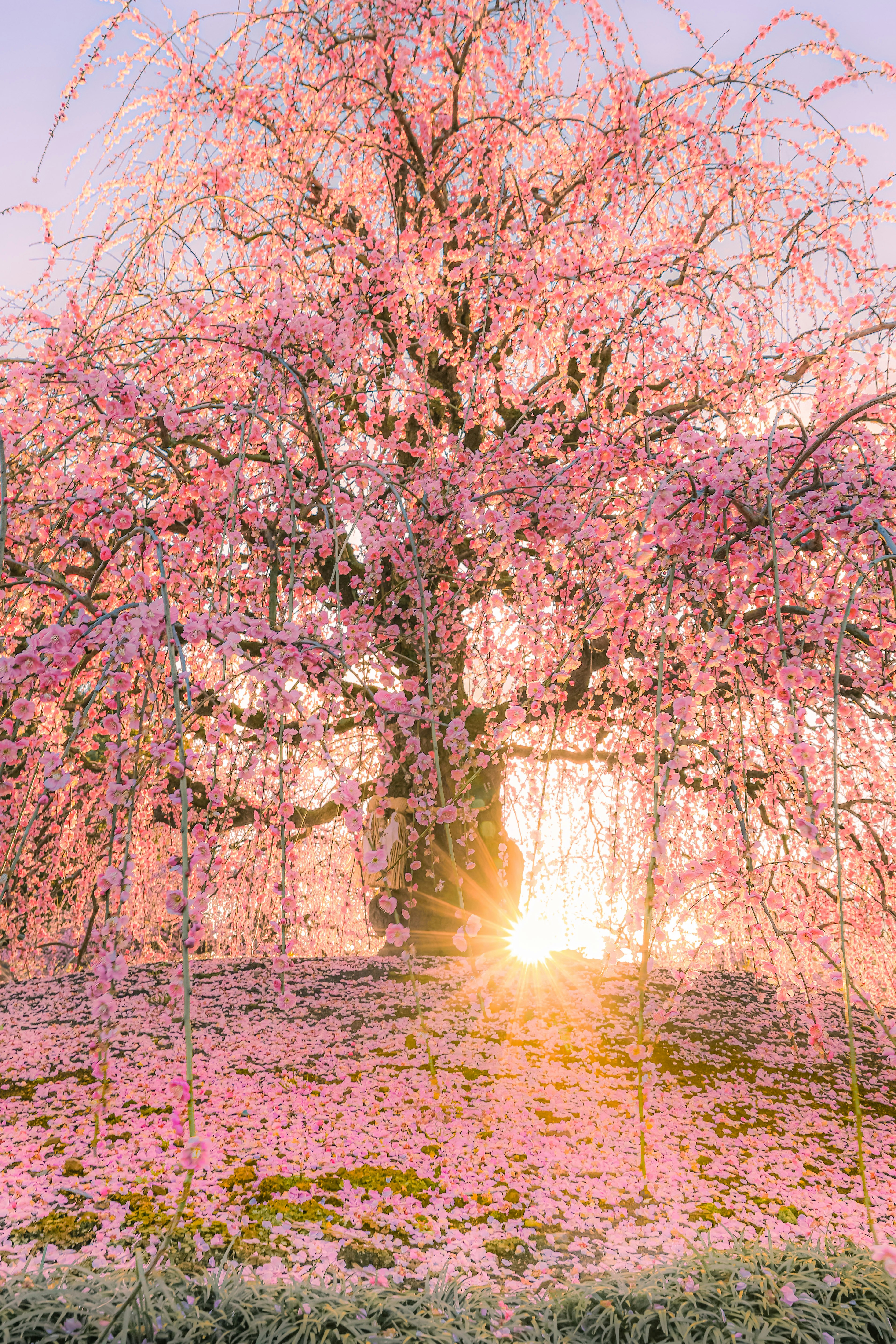 満開の桜並木と朝日が差し込む小道