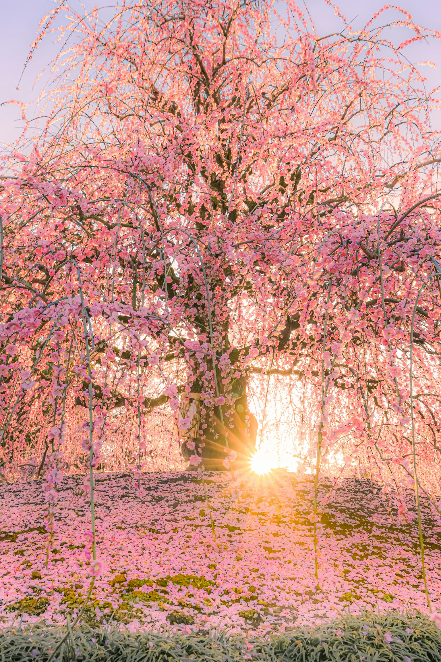 Un bel arbre de cerisier avec un coucher de soleil en arrière-plan
