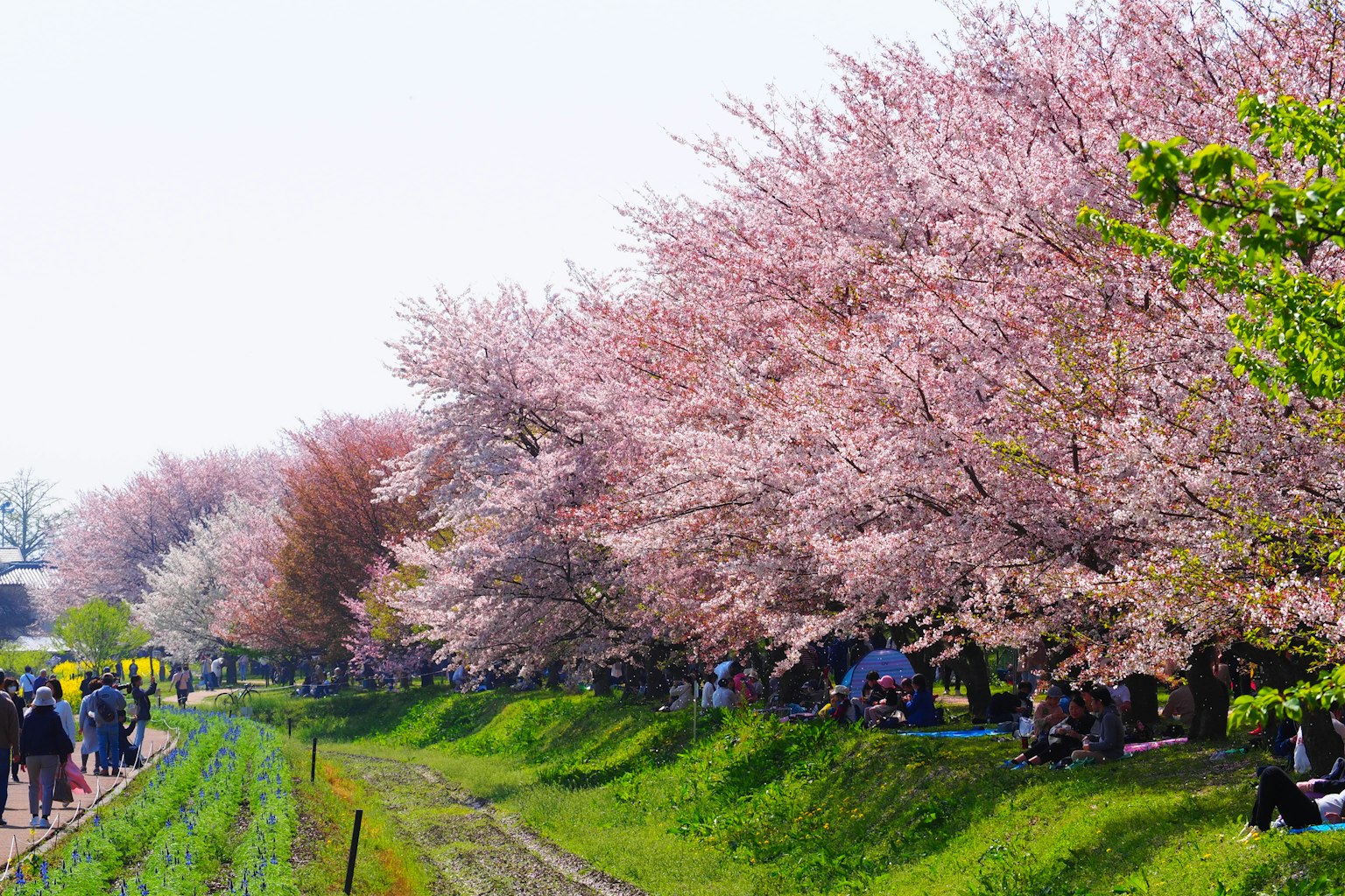 Pohon sakura yang berbunga di tepi sungai dengan orang-orang yang menikmati hanami