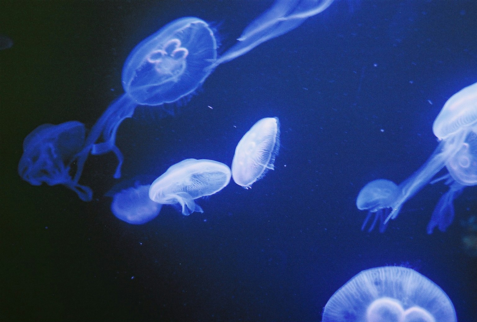 Un gruppo di meduse che nuotano nell'acqua blu
