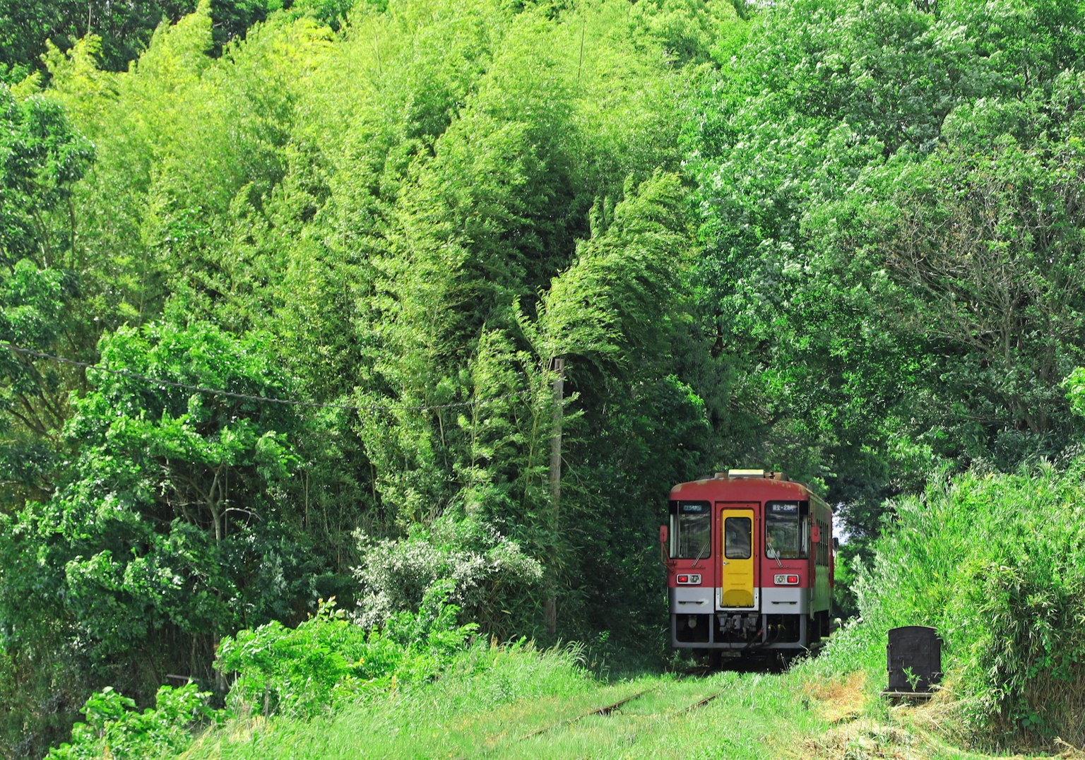 Kereta merah berhenti di tengah vegetasi yang subur