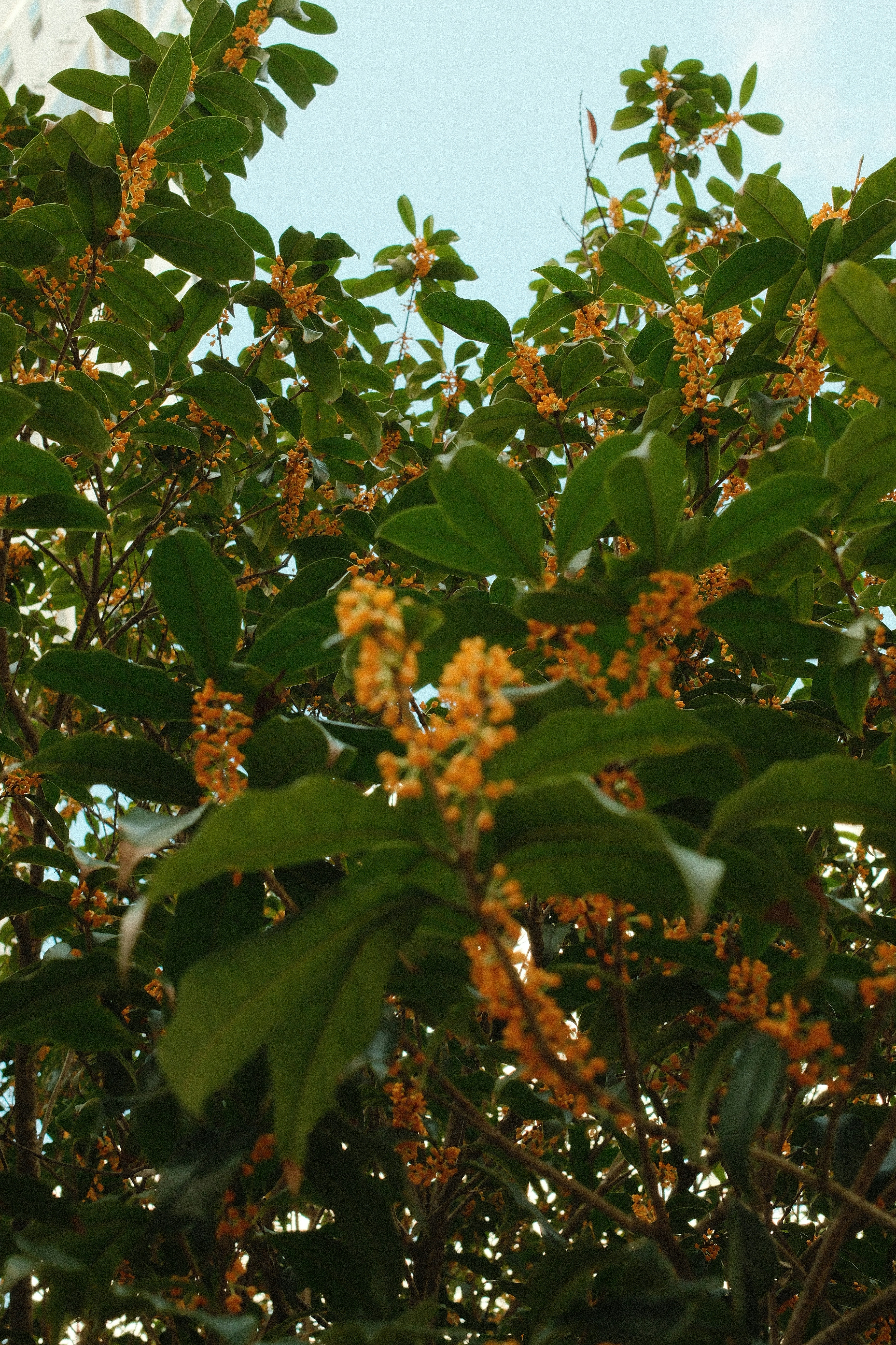 木の枝に実るオレンジ色の花と葉