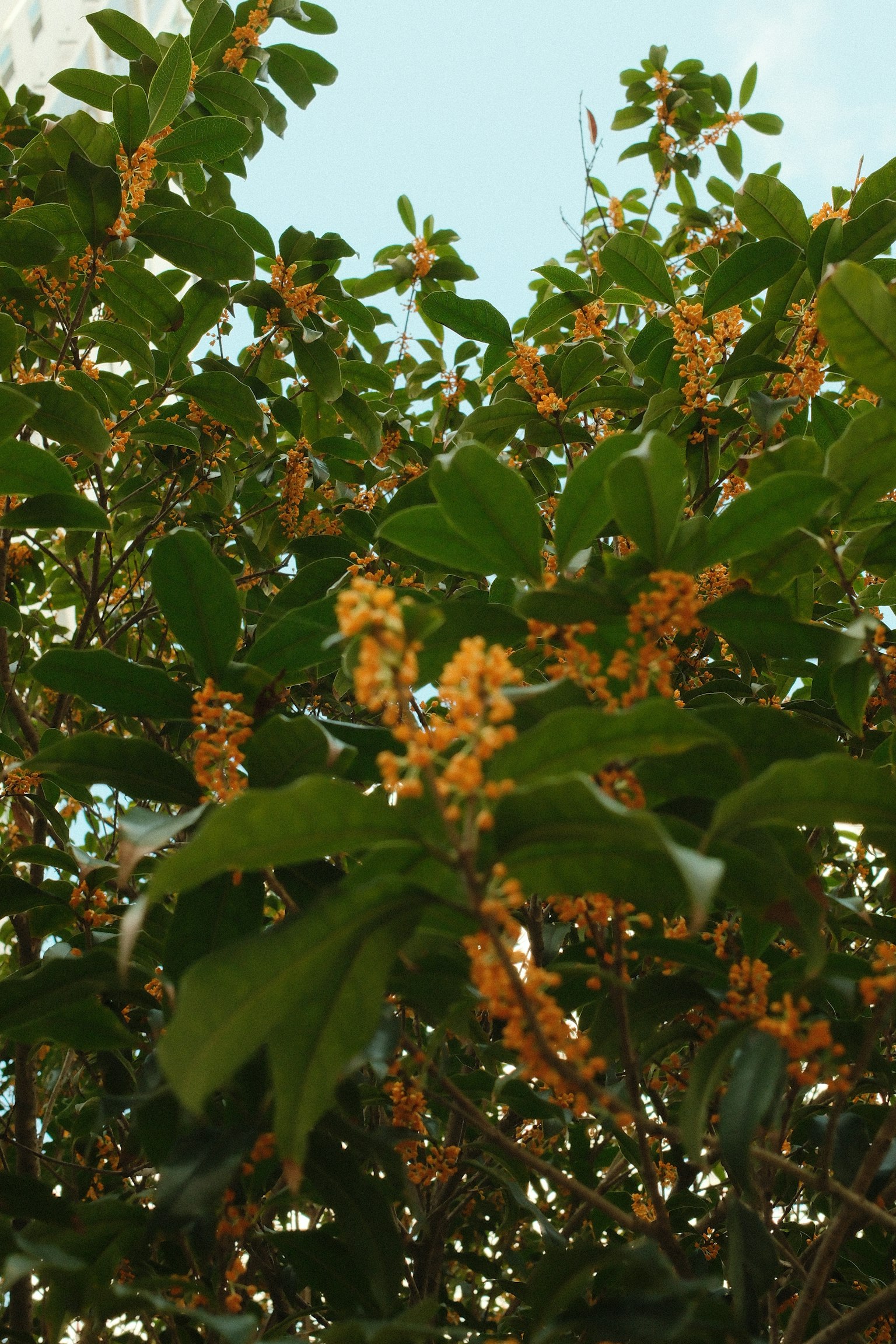 緑の葉と黄色い花が咲いている植物のクローズアップ