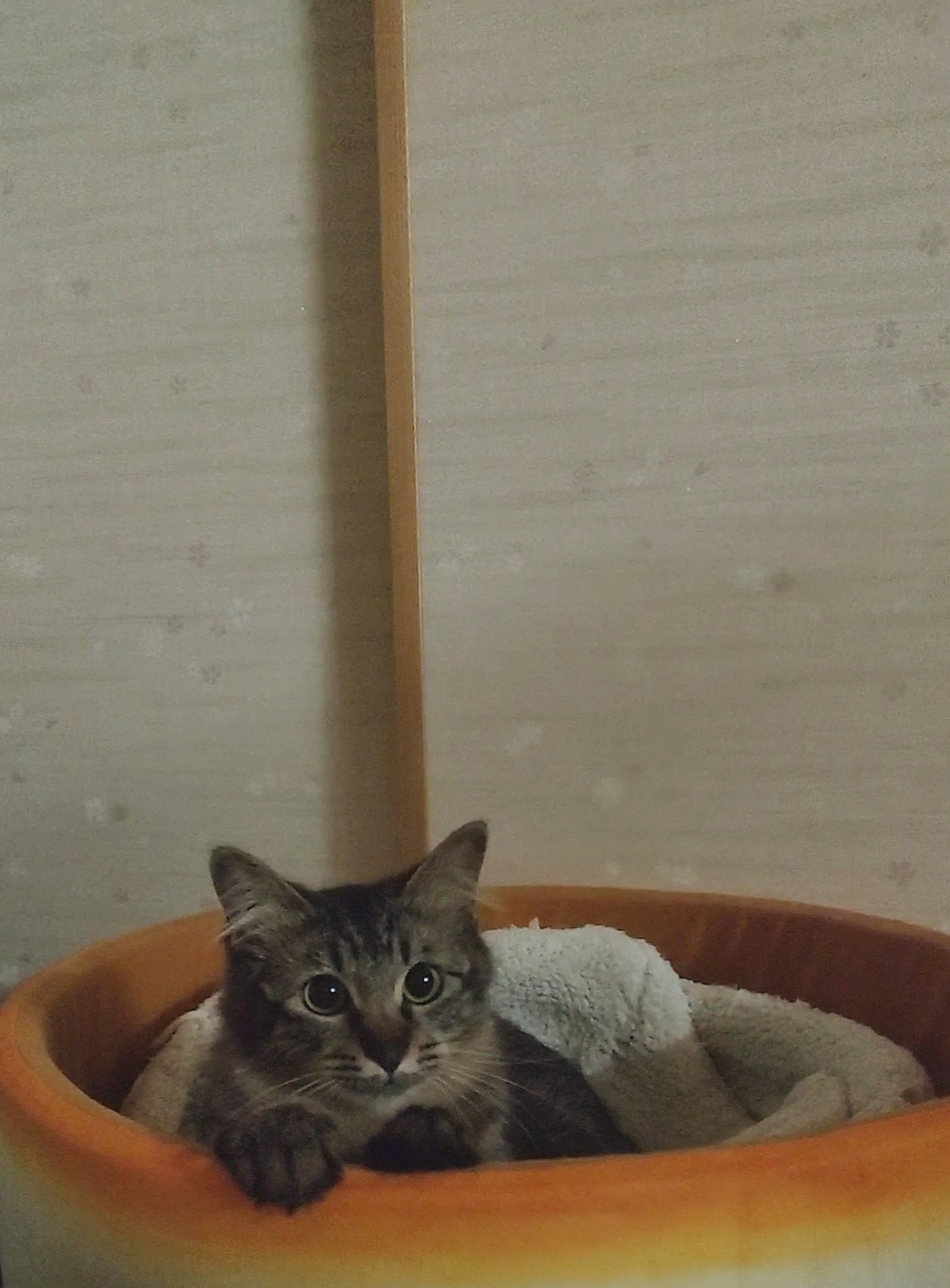 Un gato descansando en una cama acogedora