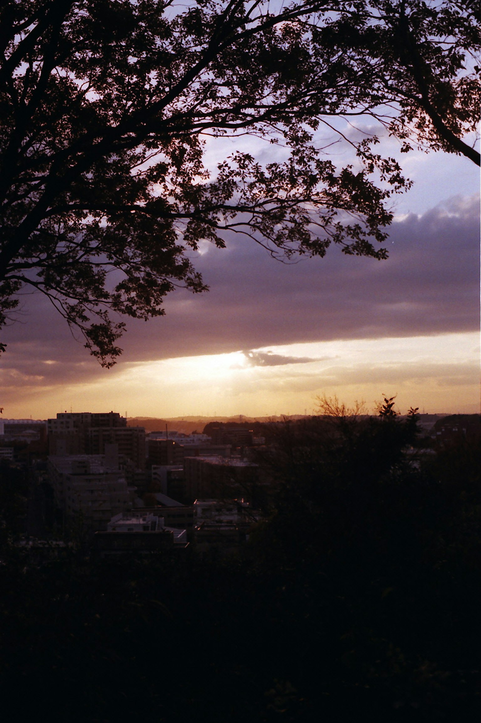 Silhouette d'arbres contre un coucher de soleil avec un paysage urbain