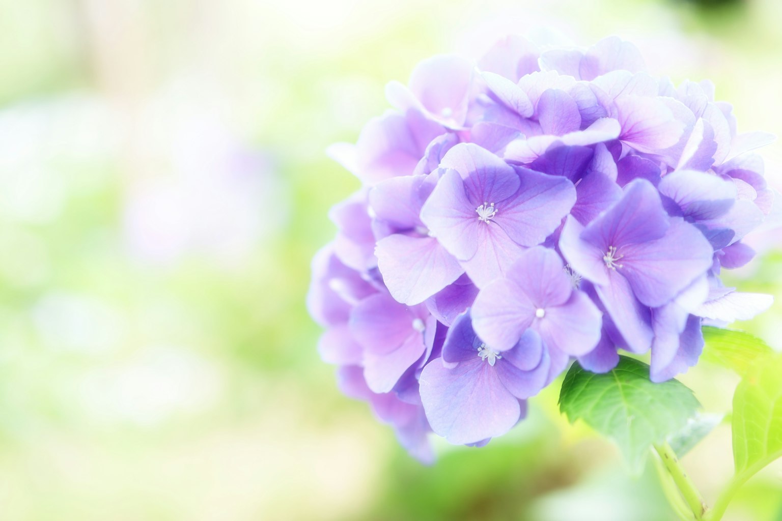 Primo piano di un fiore viola con illuminazione soffusa e sfondo sfocato