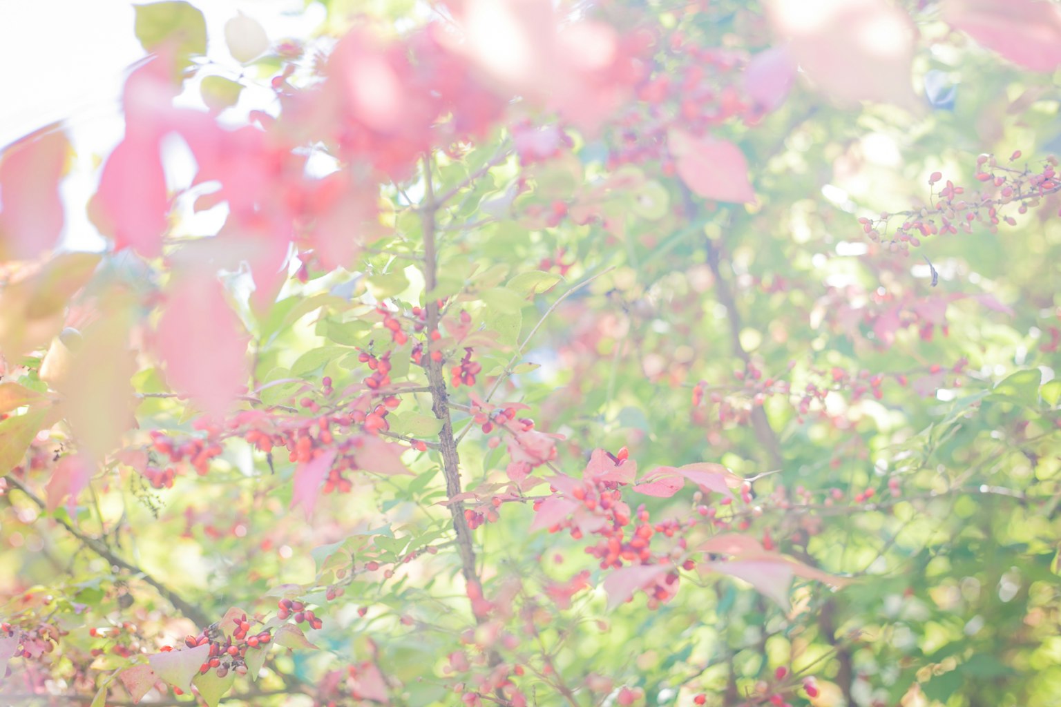 Foglie rosa tenui con uno sfondo verde in un ambiente naturale bellissimo