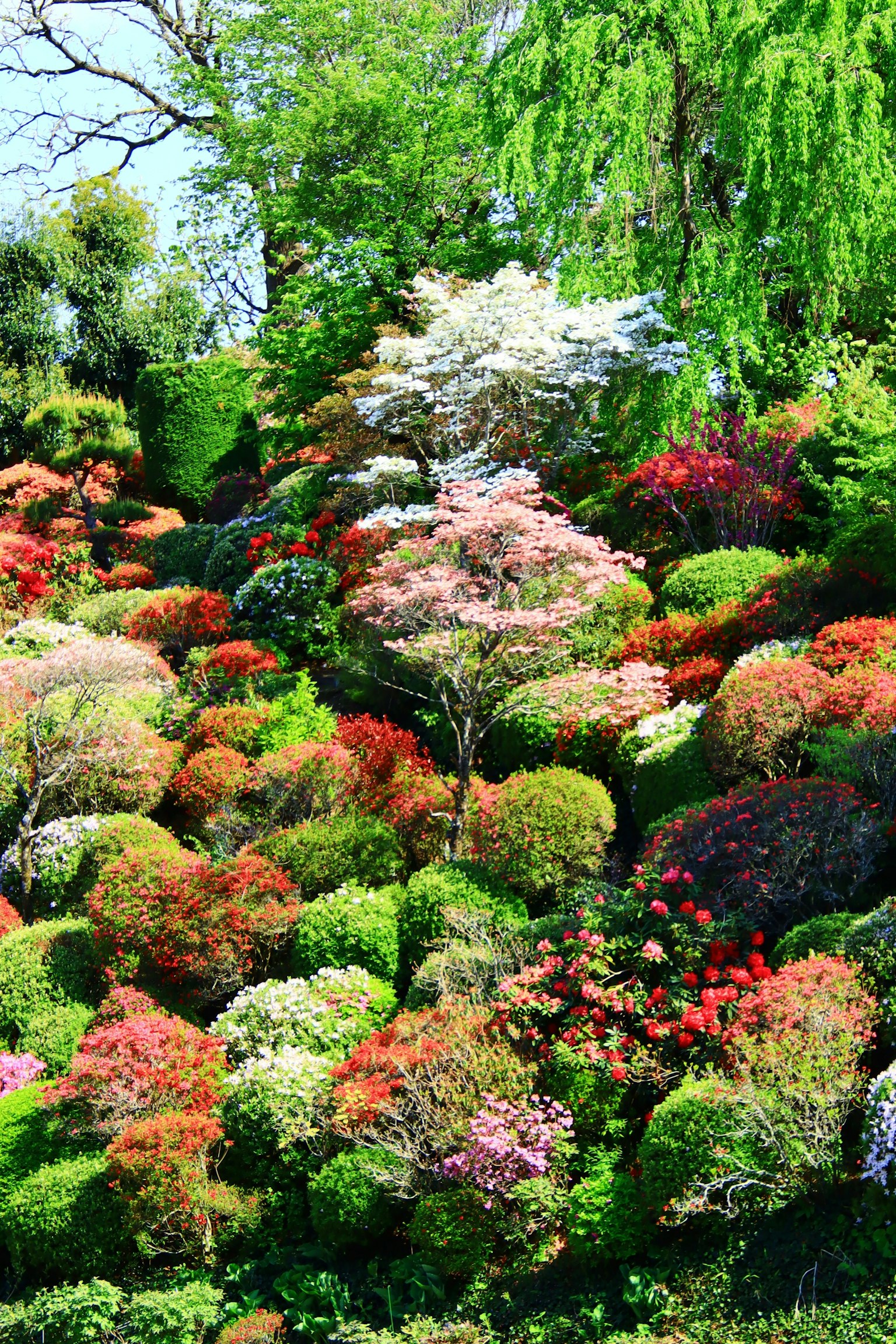 Paysage de jardin vibrant avec des fleurs colorées verdure luxuriante et divers arbustes