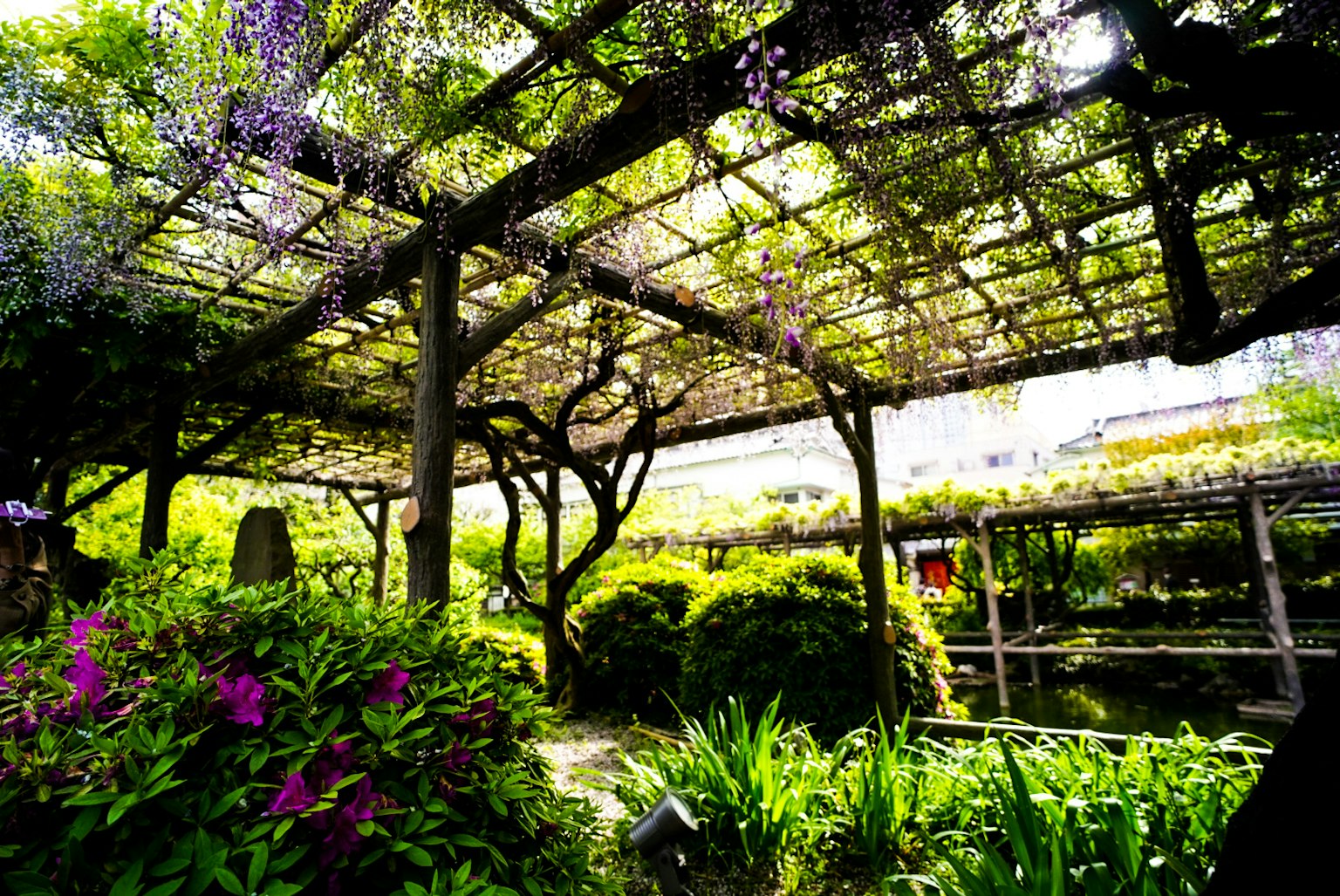 Scène de jardin magnifique avec des feuilles vertes et des fleurs violettes en fleurs sur une treille