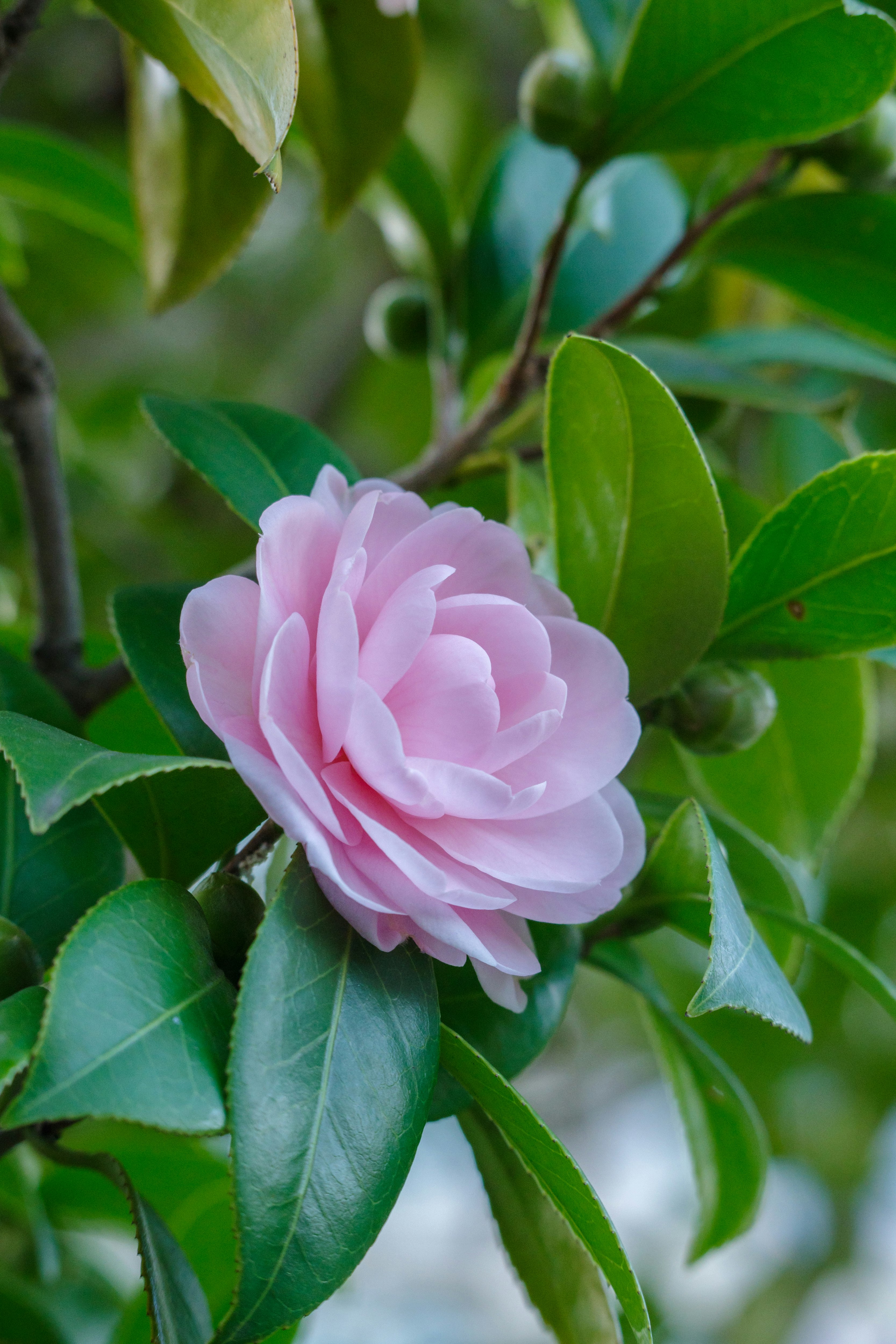 ピンクの椿の花と緑の葉のクローズアップ