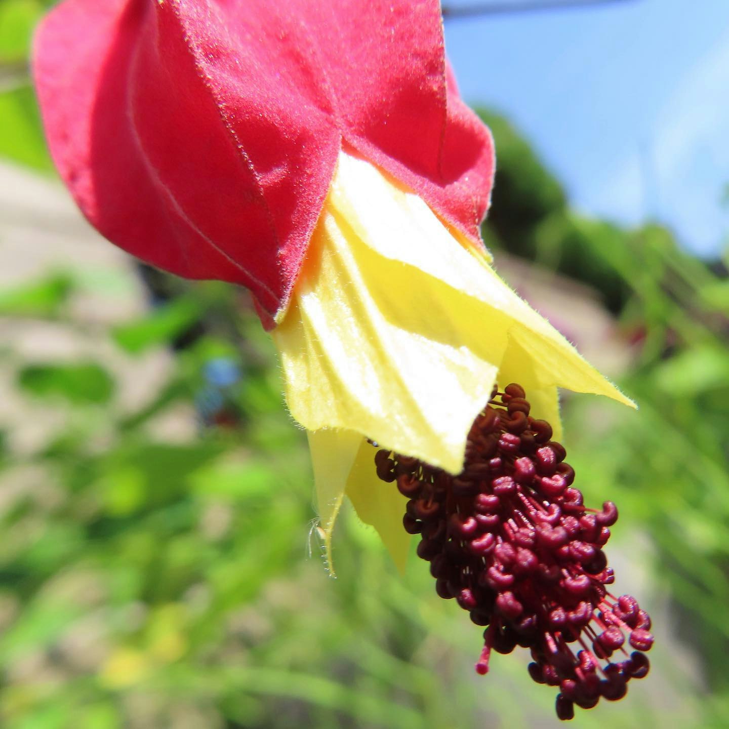 赤と黄色の花びらと濃い紫の花房のマクロ