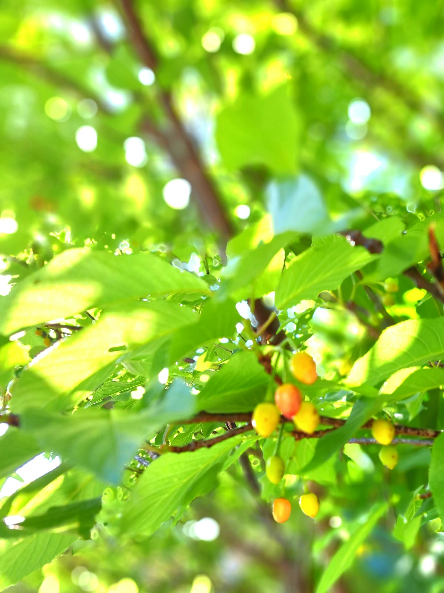 Tangkai pohon dengan daun hijau dan buah kuning dalam close-up