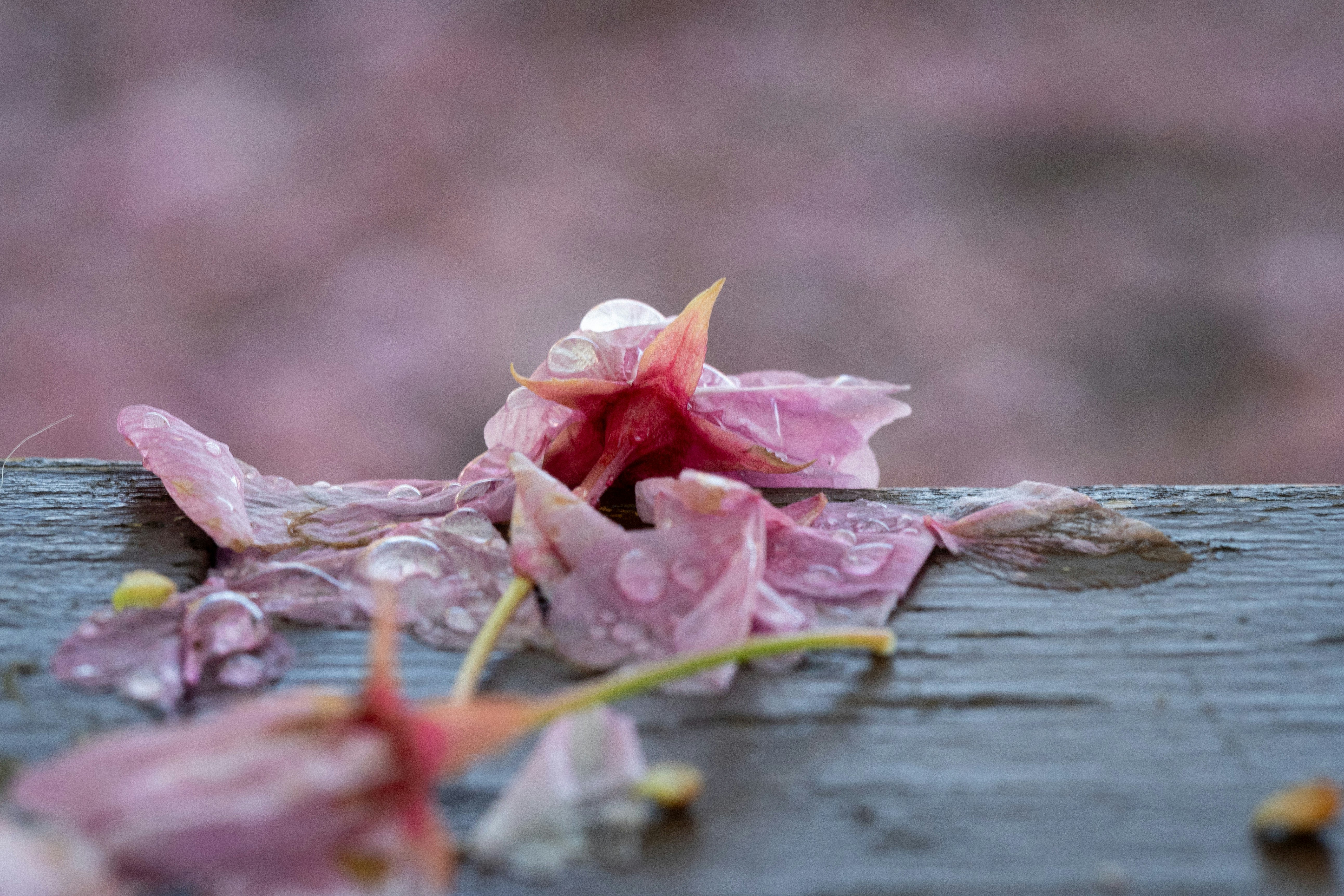 木の板の上に散らばるピンクの花びら