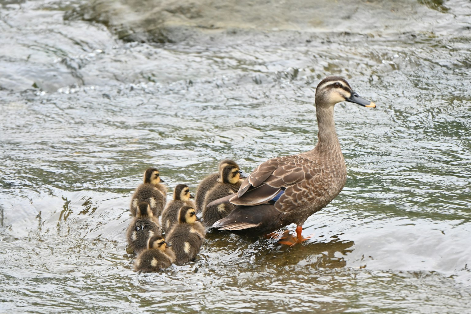 Eine Entenmutter mit sechs Küken, die in einem Fluss schwimmen