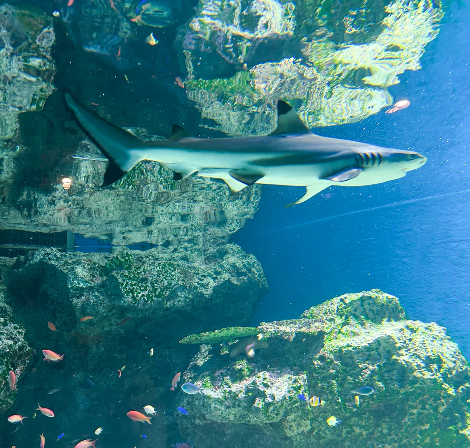 Un requin nageant parmi des rochers dans un aquarium