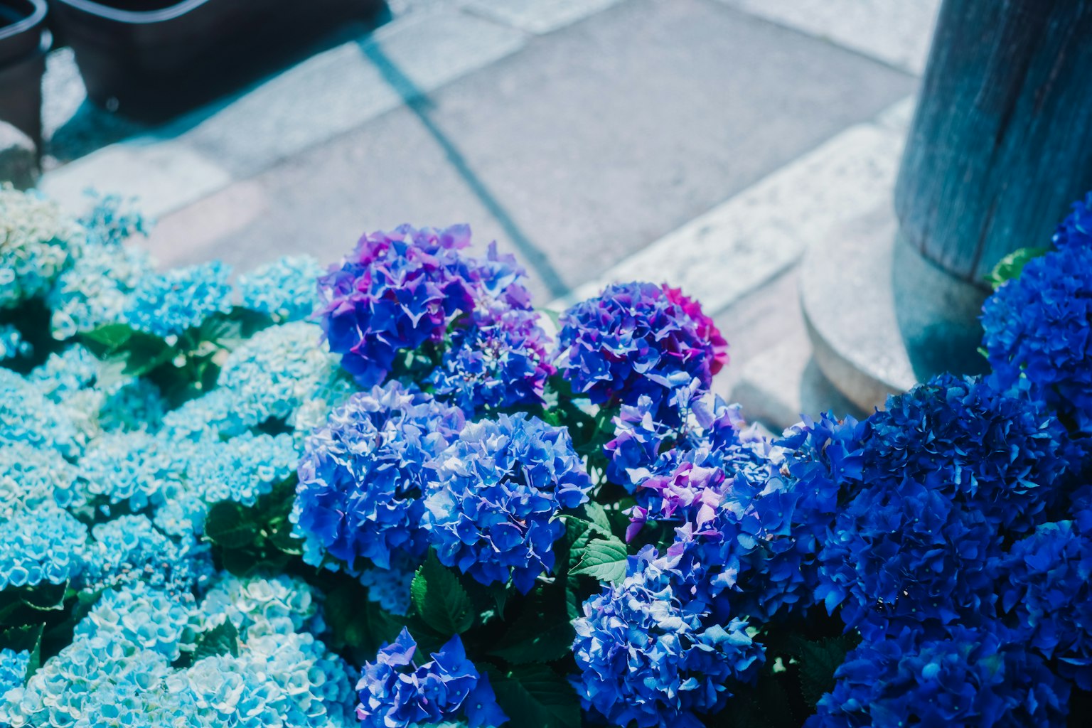 Una vivace esposizione di fiori di ortensia blu