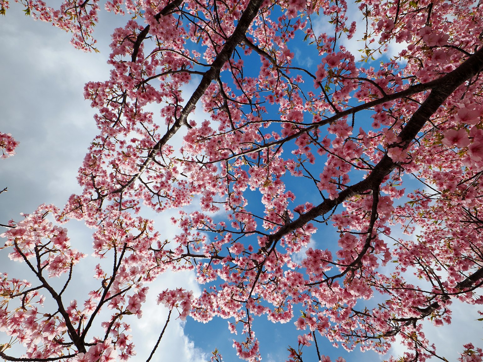 Rami di ciliegio con fiori rosa contro un cielo blu