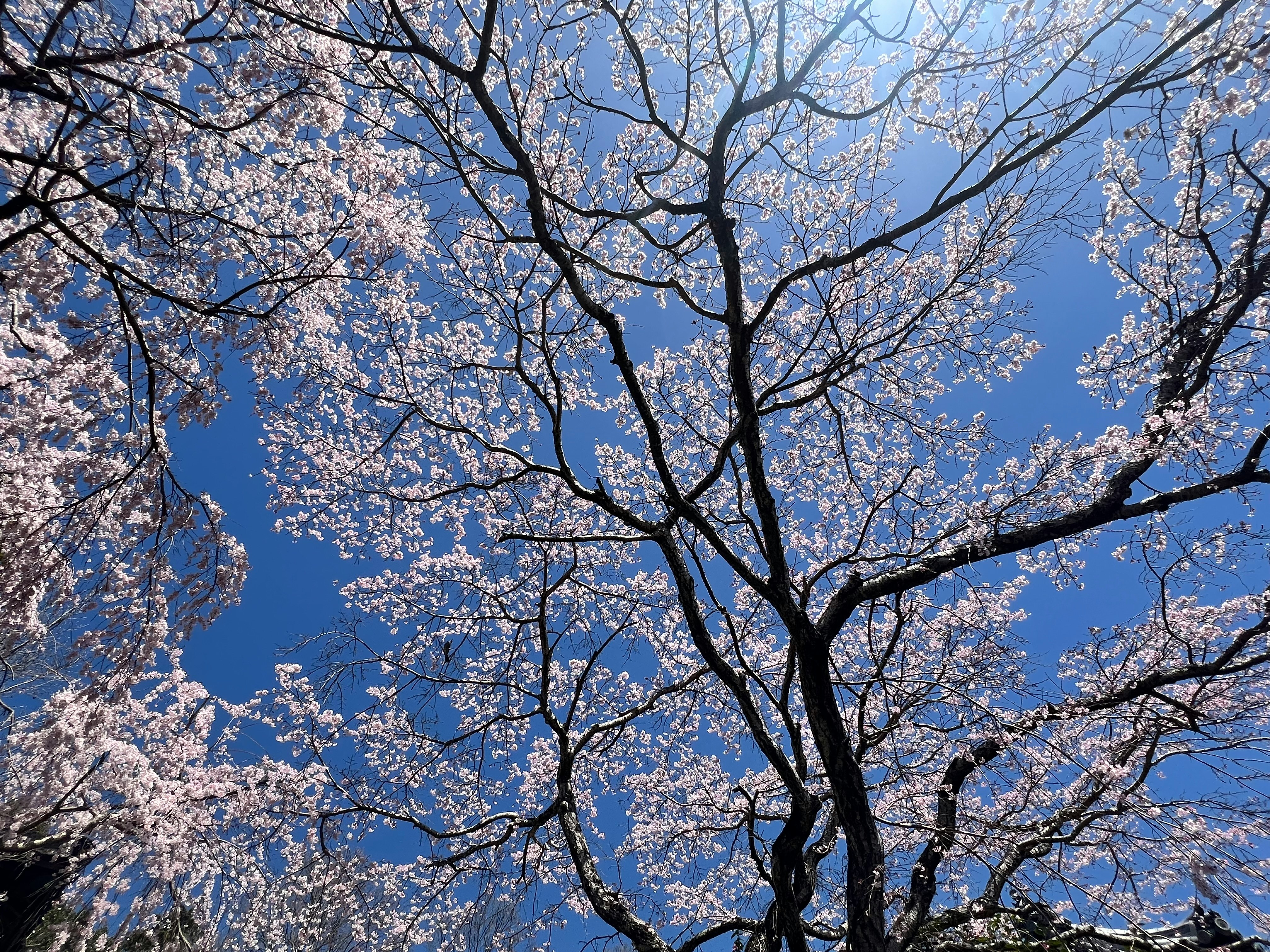 青空の下で咲く桜の枝と花びらの広がり