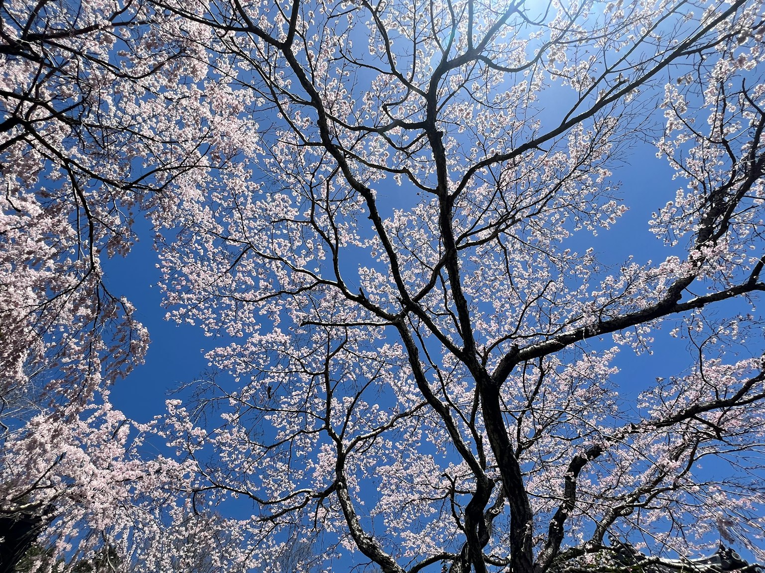 蓝天之下樱花和树枝的美丽景观