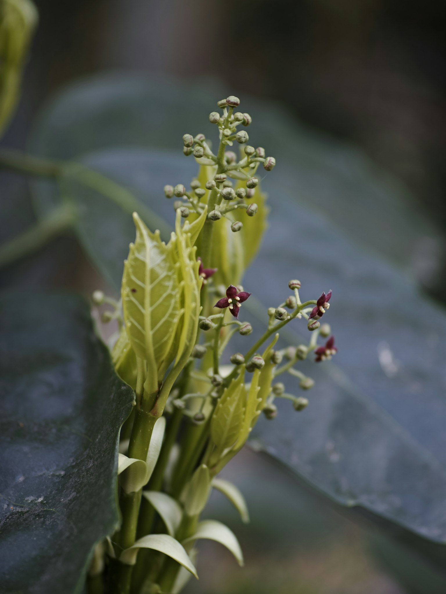 Close-up of green flowers and leaves featuring small buds and blossoms in the center