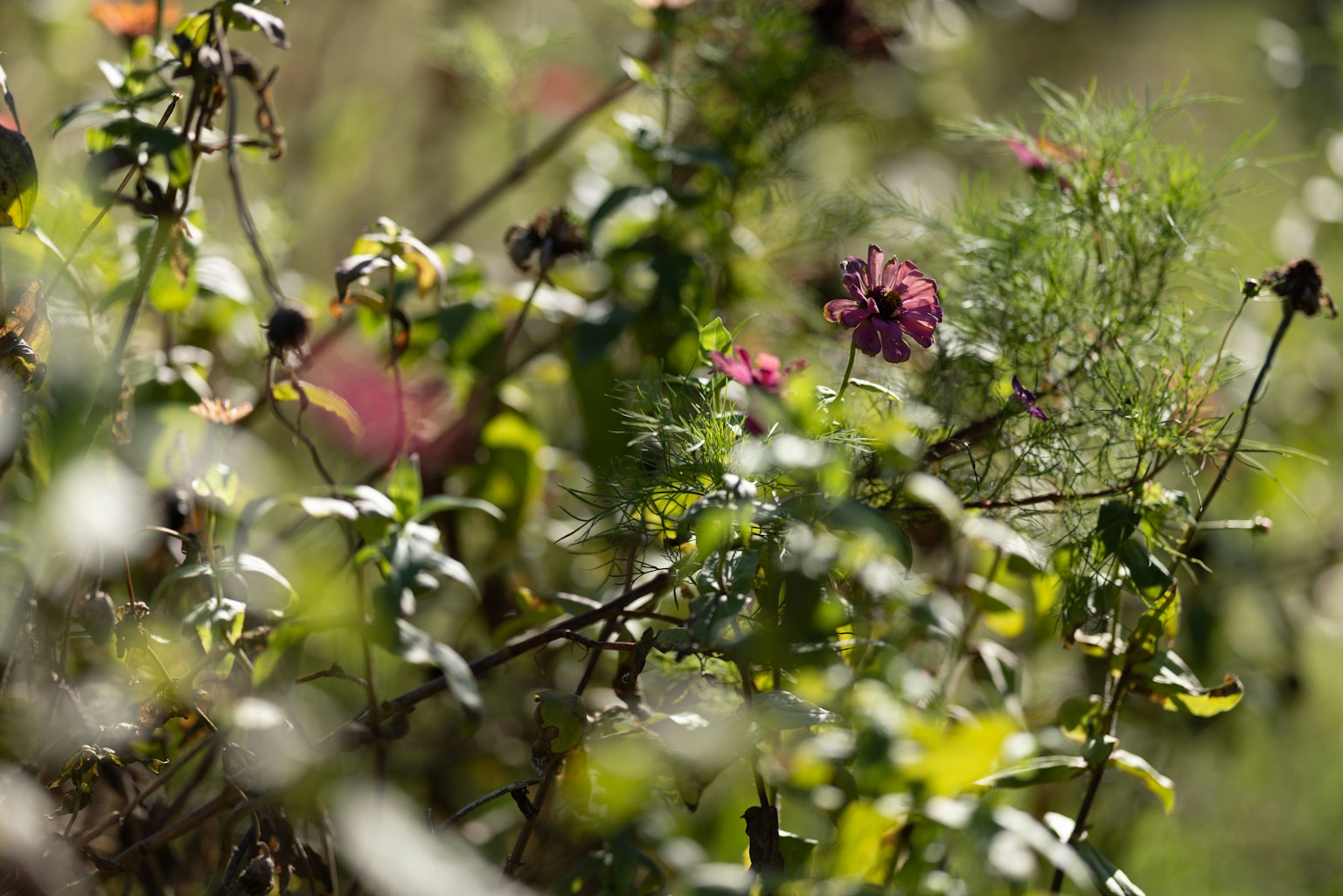 Une scène naturelle avec des fleurs colorées et des feuilles vertes