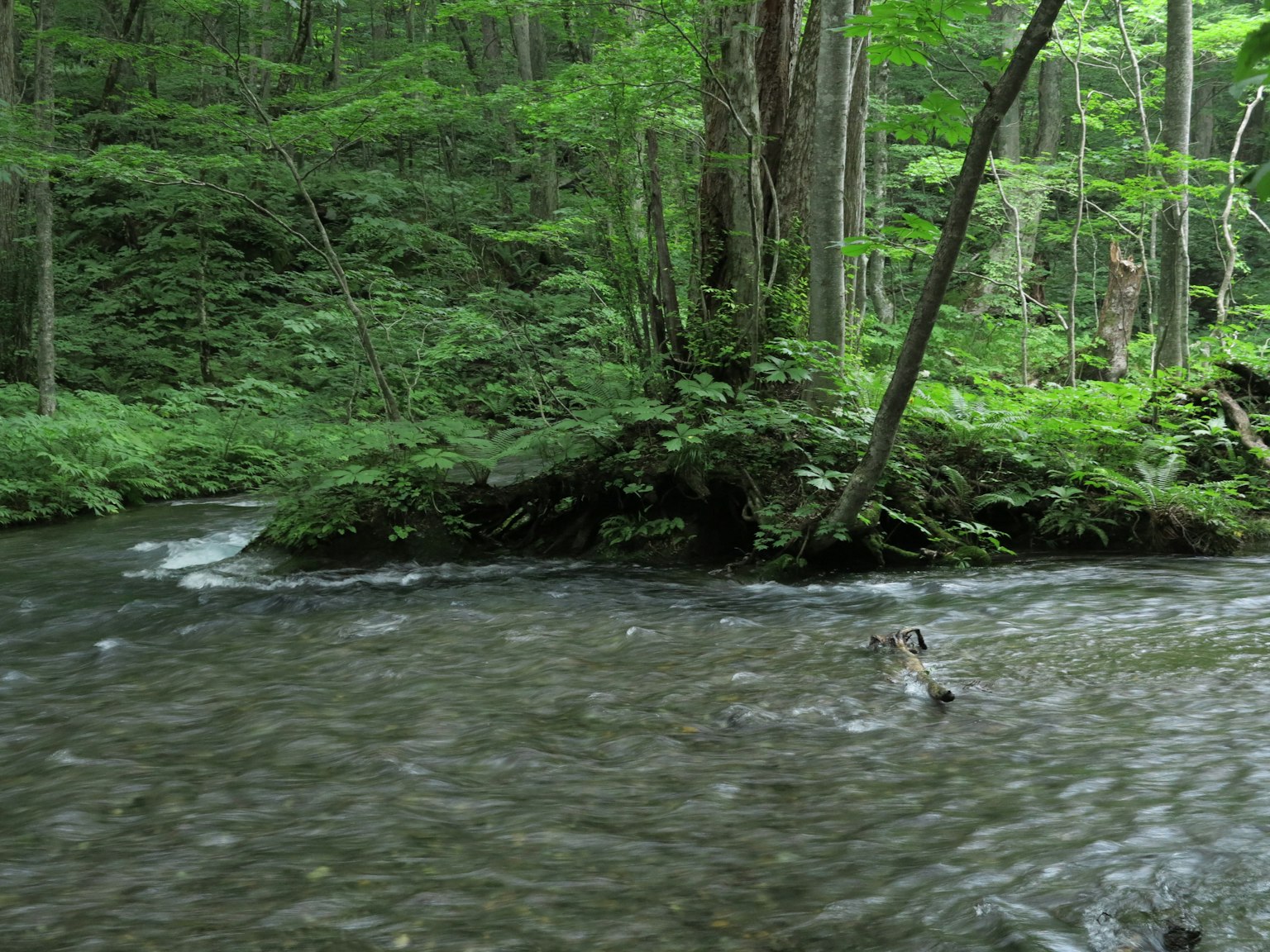 Un arroyo que fluye en un bosque frondoso con árboles y follaje