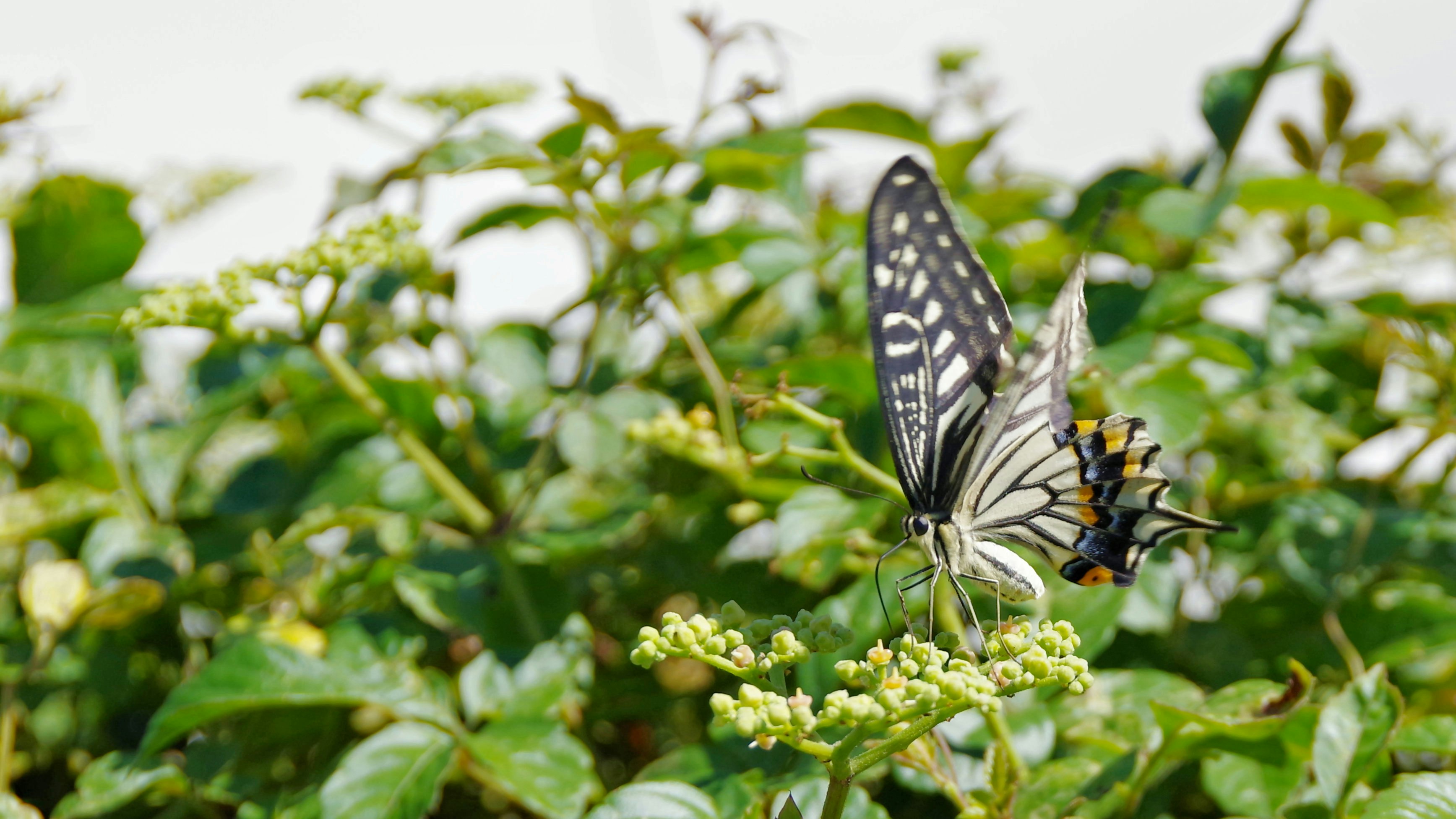 Schwalbenschwanzfalter beim Nektartrinken an einer Blüte im Grünen