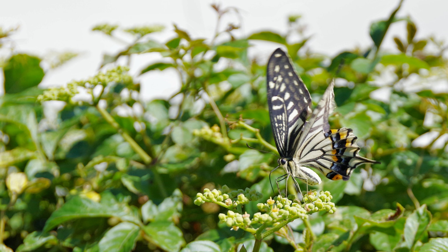 Ein schwarz-weißer Schmetterling, der sich an Blumen im grünen Laub erfreut