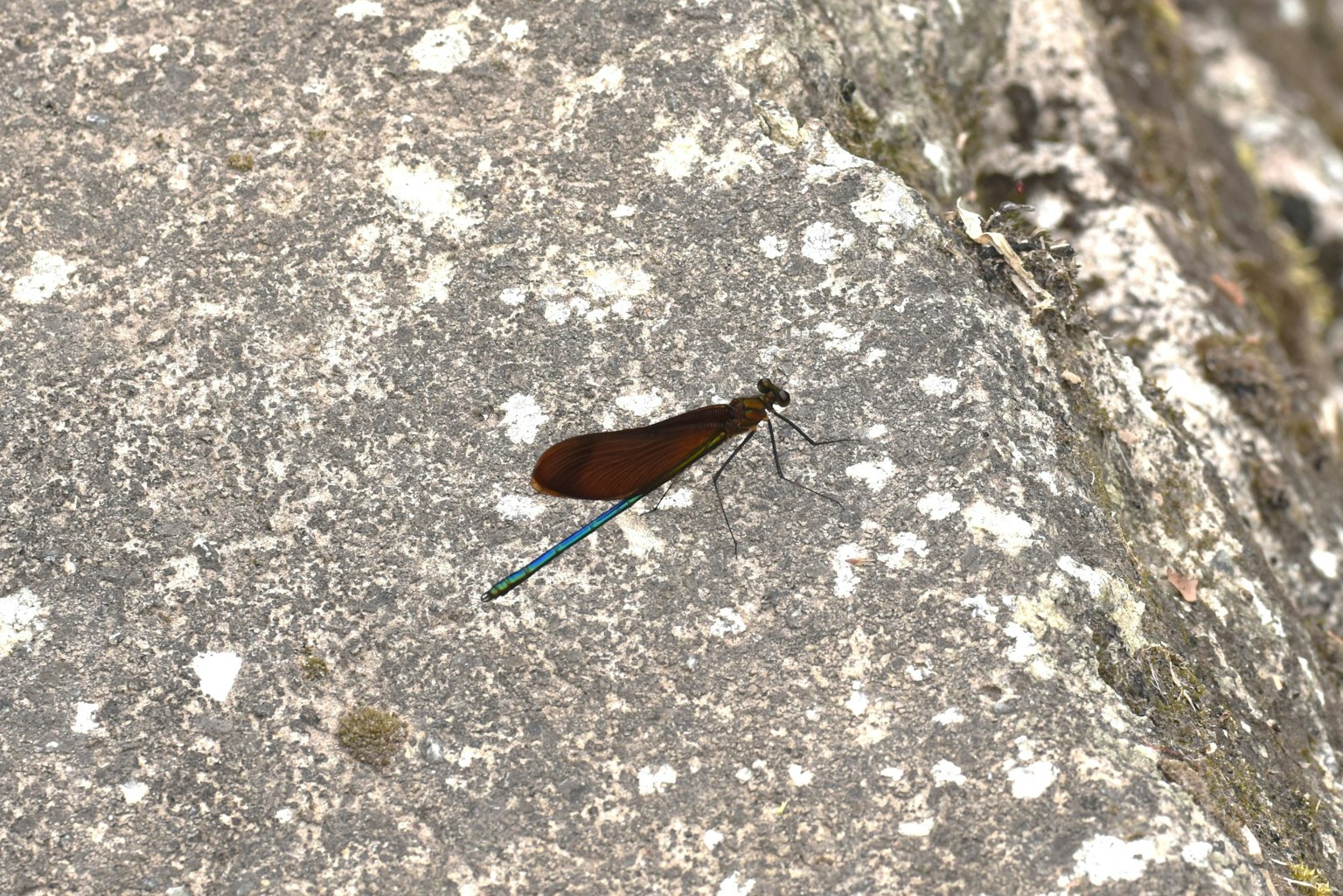 Libellula marrone con coda blu che riposa su una roccia