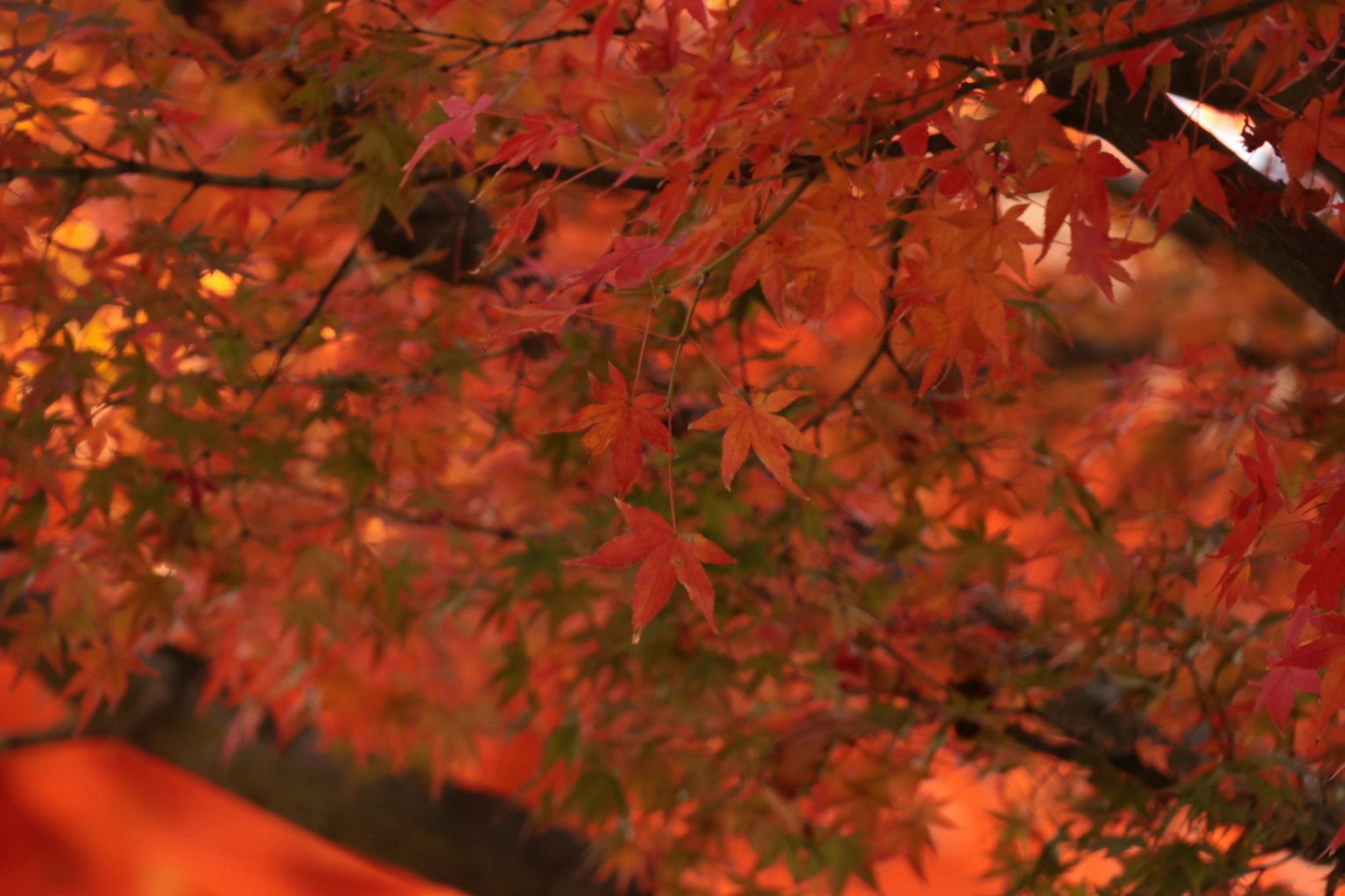 Une branche d'arbre ornée de feuilles d'automne rouges vives