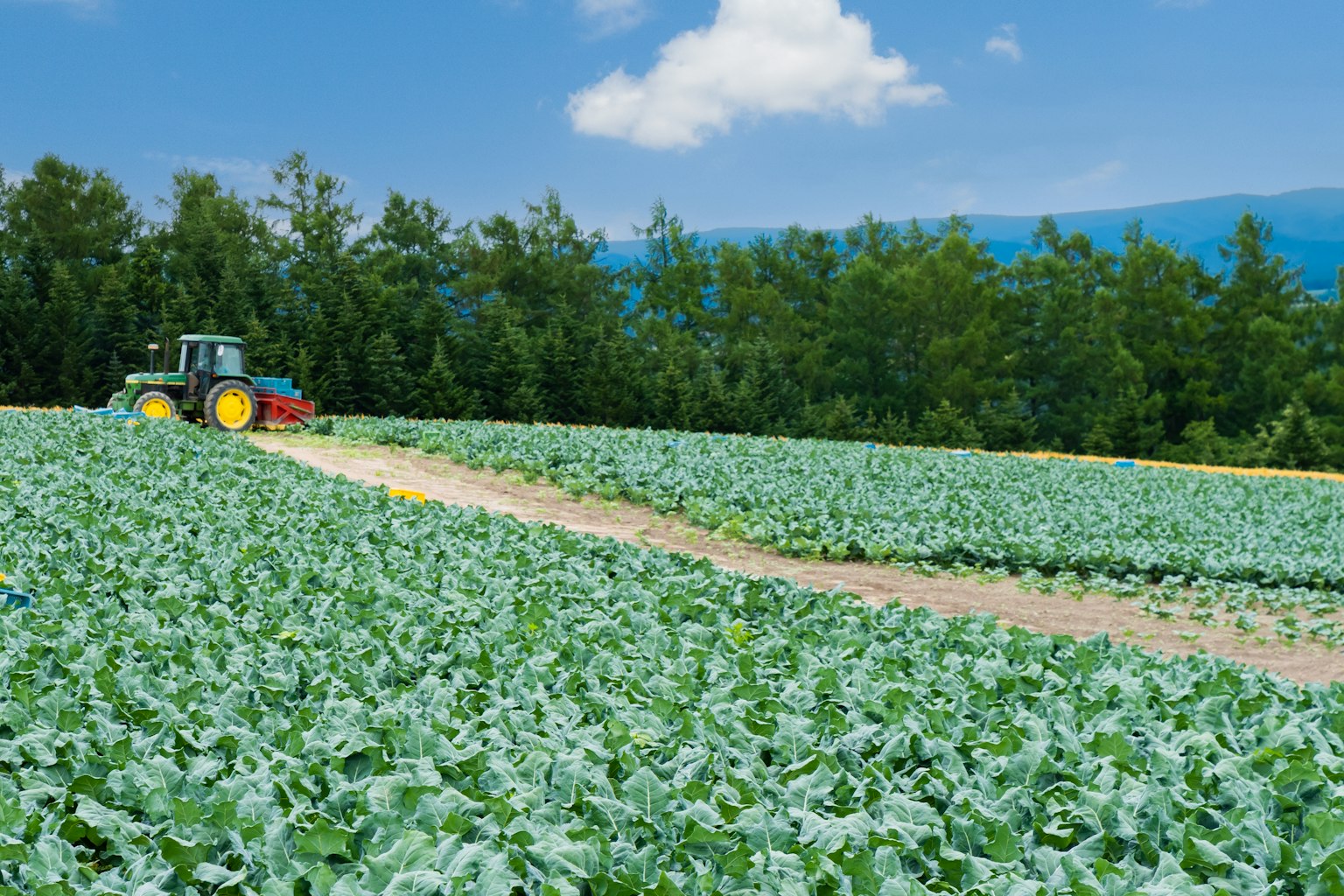 Traktor, der ein grünes Kohlfeld unter blauem Himmel bearbeitet