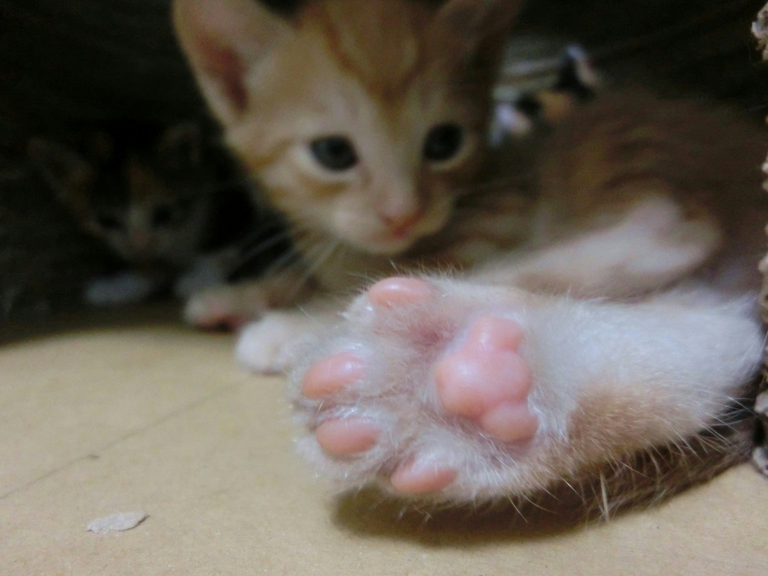 A playful orange and white kitten with visible pink paw pads in the foreground