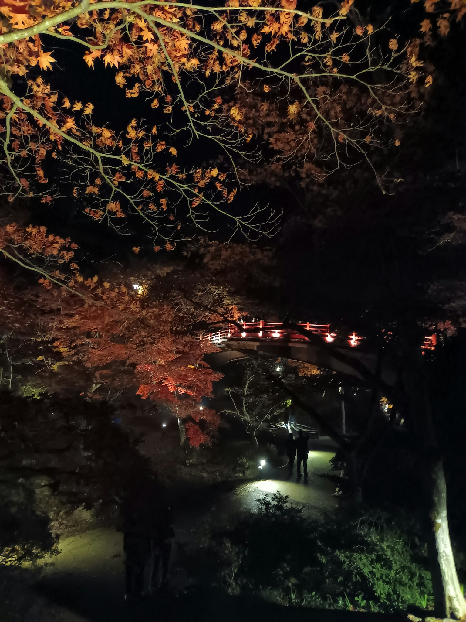 ทิวทัศน์สวนสวยพร้อมใบไม้เปลี่ยนสีในเวลากลางคืน