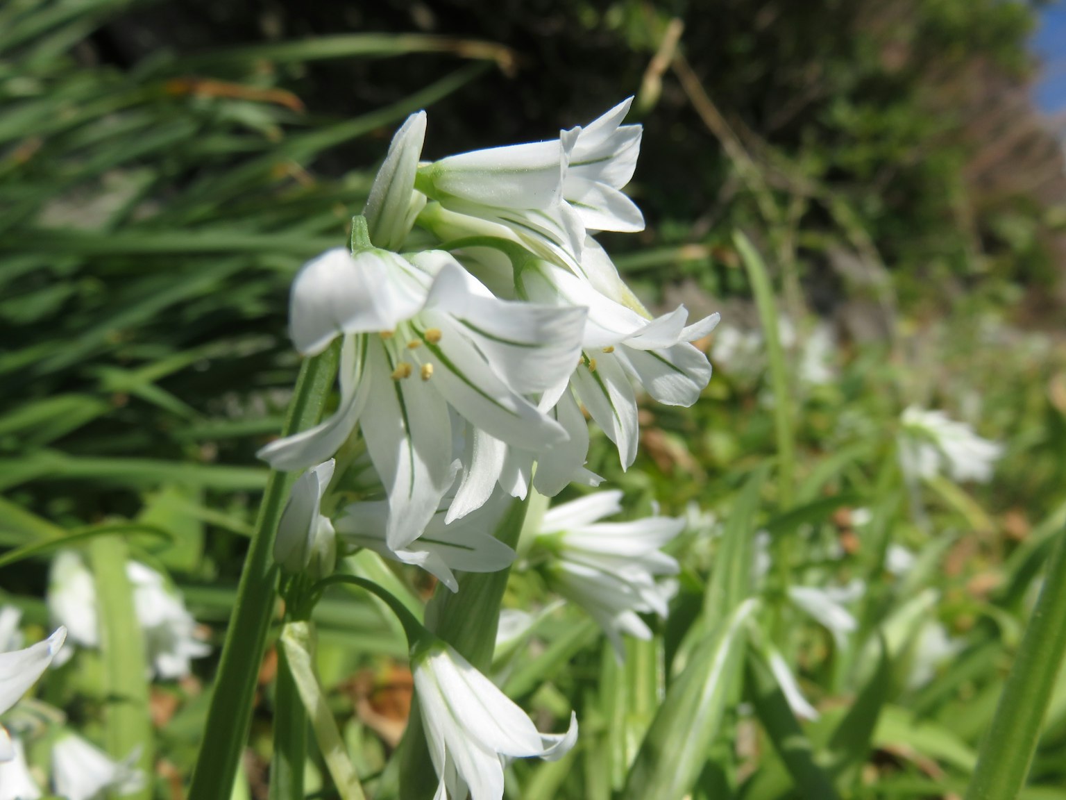 Primo piano di fiori bianchi che sbocciano tra foglie verdi in un ambiente naturale