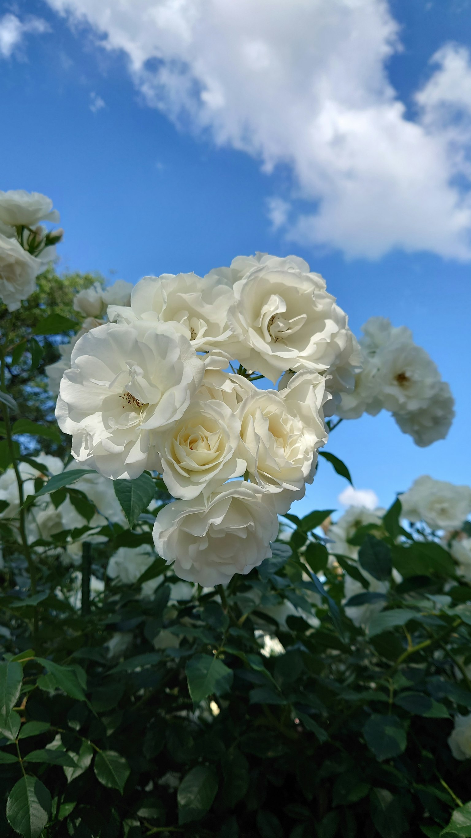 蓝天背景下的白玫瑰花束