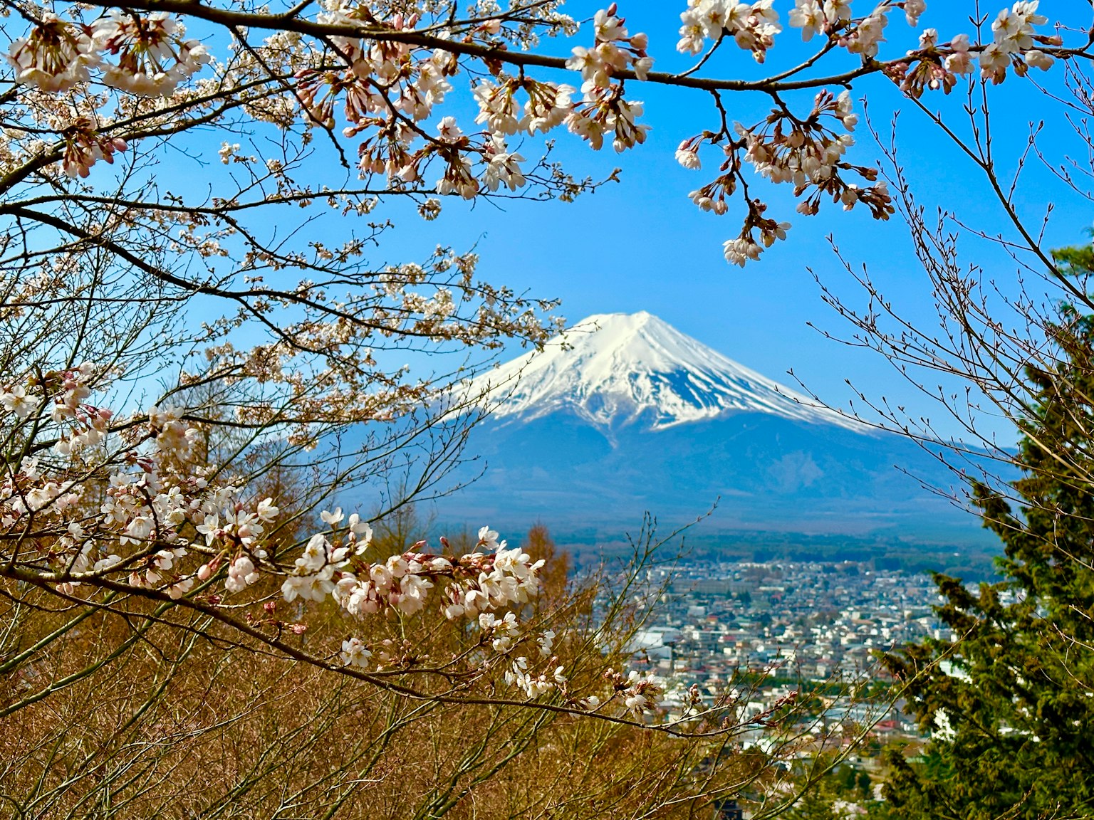 樱花环绕的富士山美丽风景