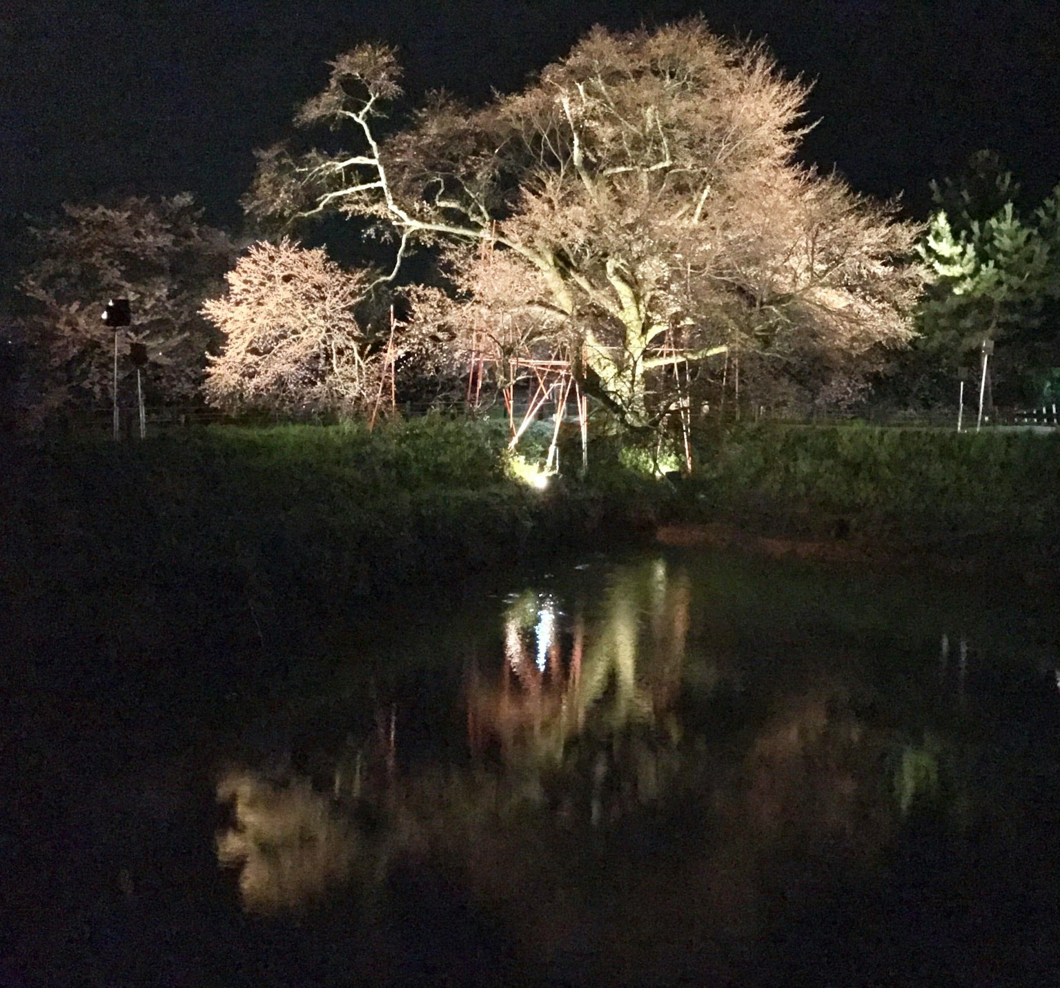 Pemandangan malam pohon yang diterangi memantul di air