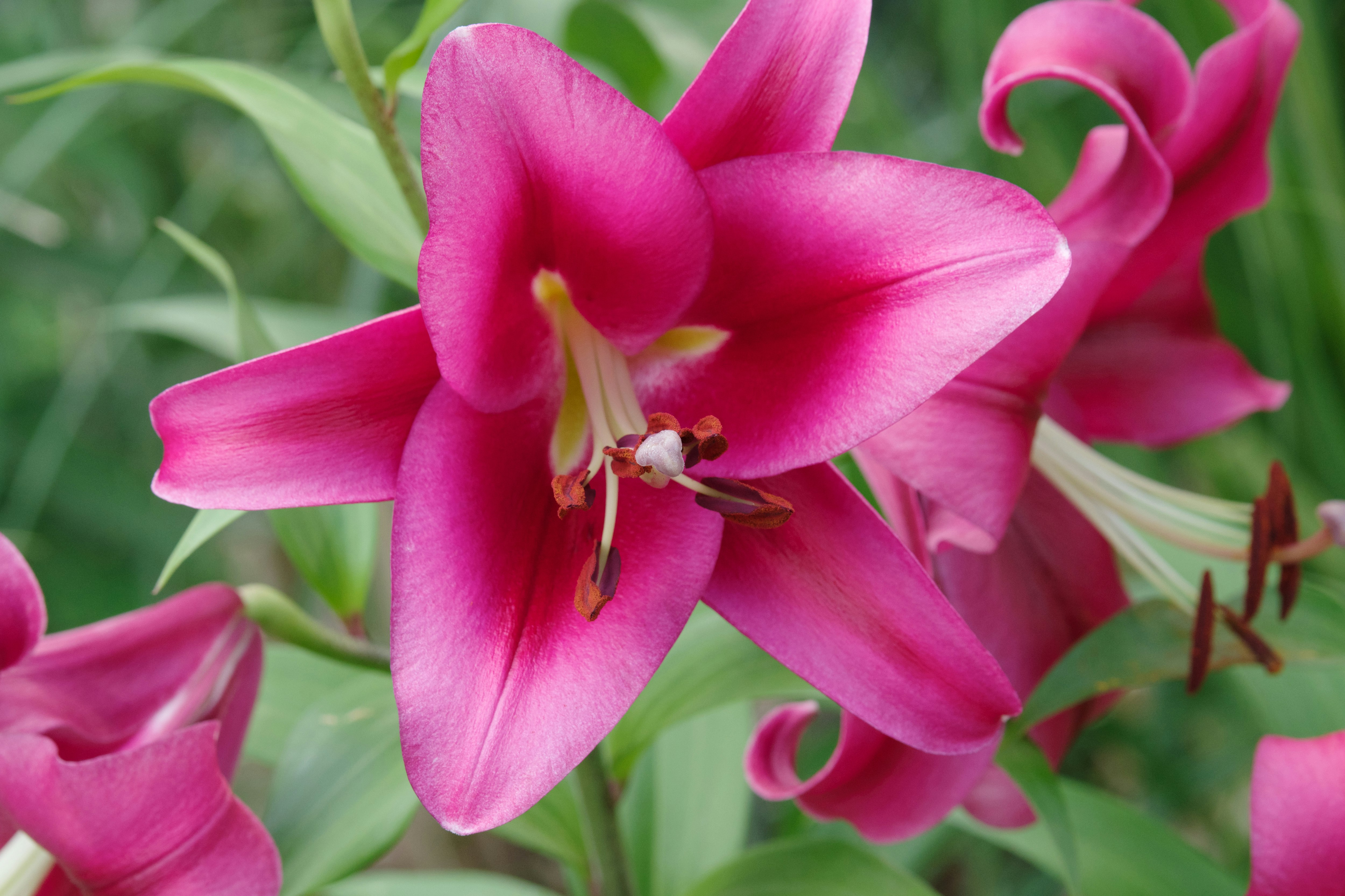 ピンクのユリの花が咲く庭の花畑