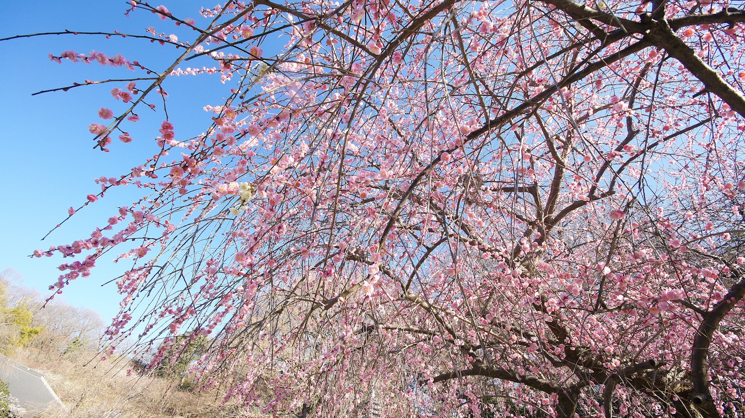 Rami di ciliegio in piena fioritura con fiori rosa sotto un cielo blu