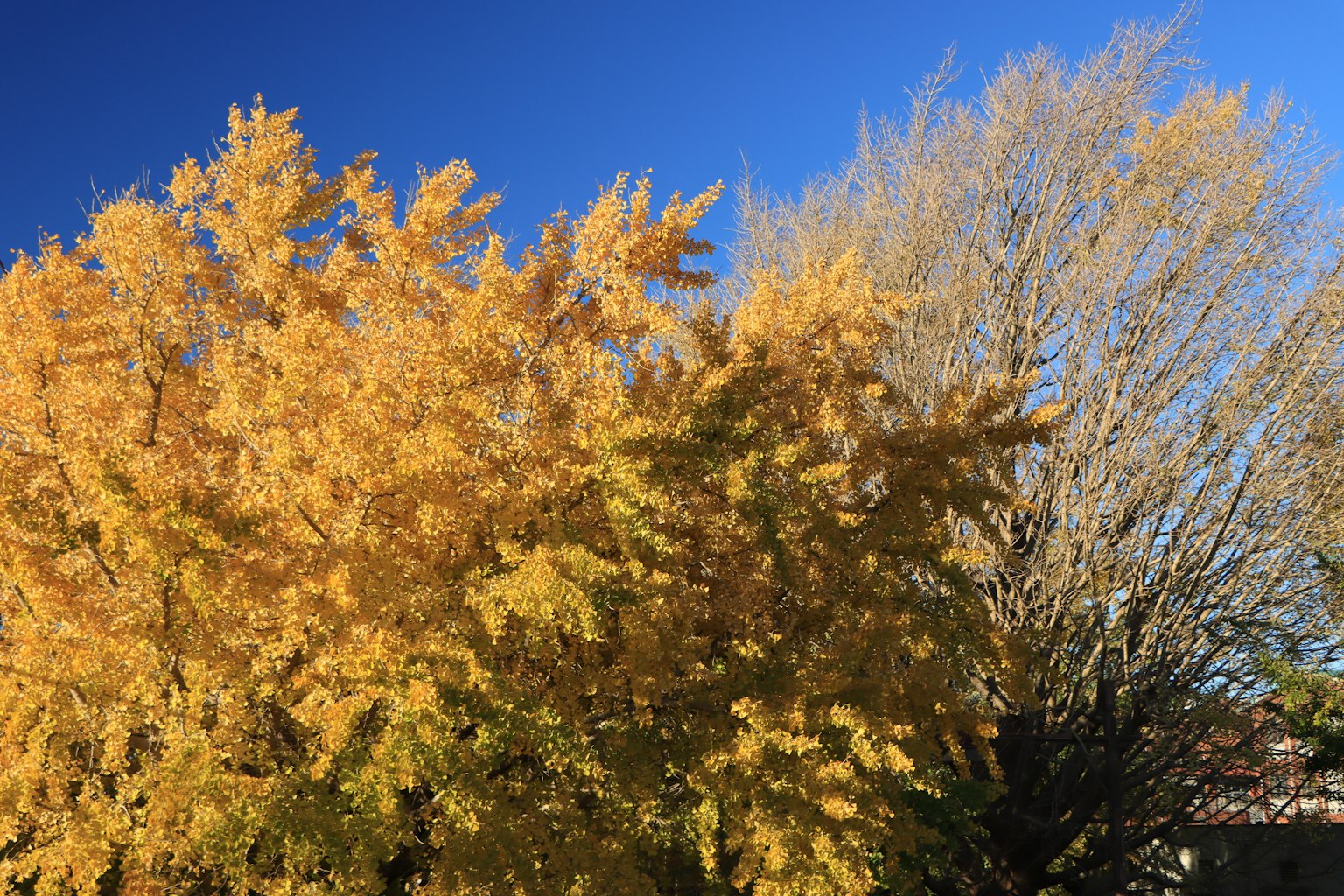 Vibrant yellow leaves on trees with a blue sky backdrop