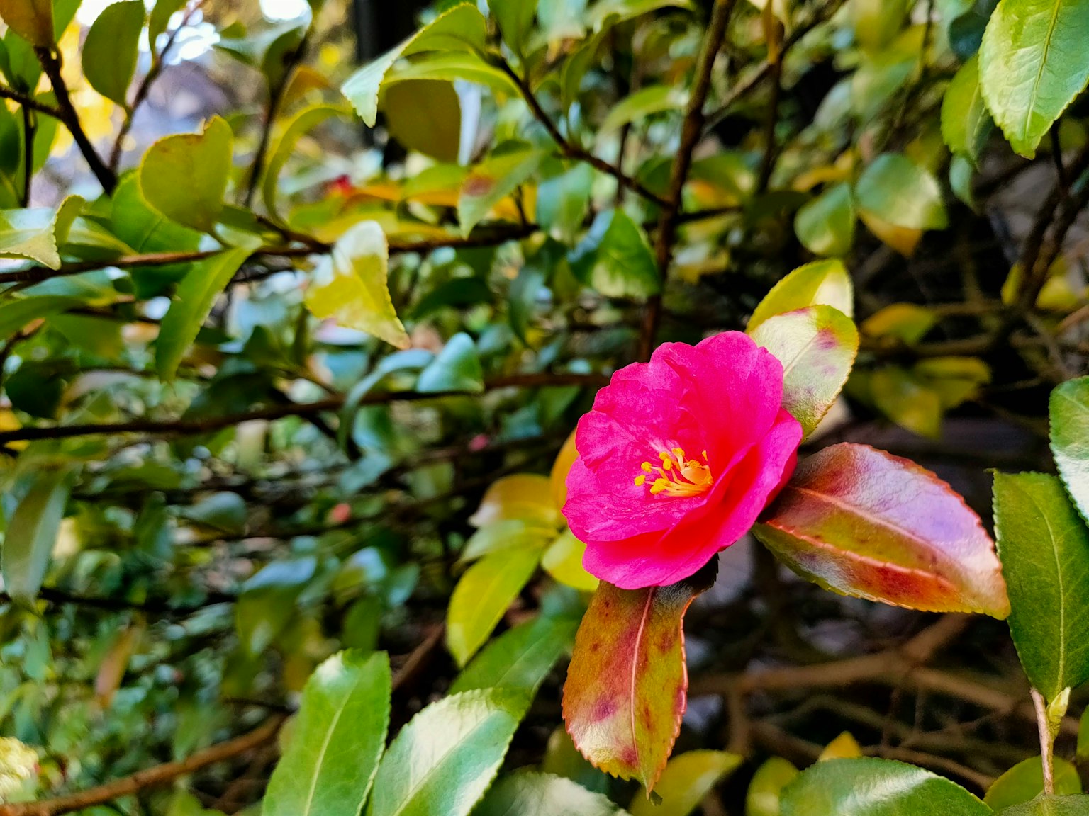 A vibrant pink flower surrounded by green leaves