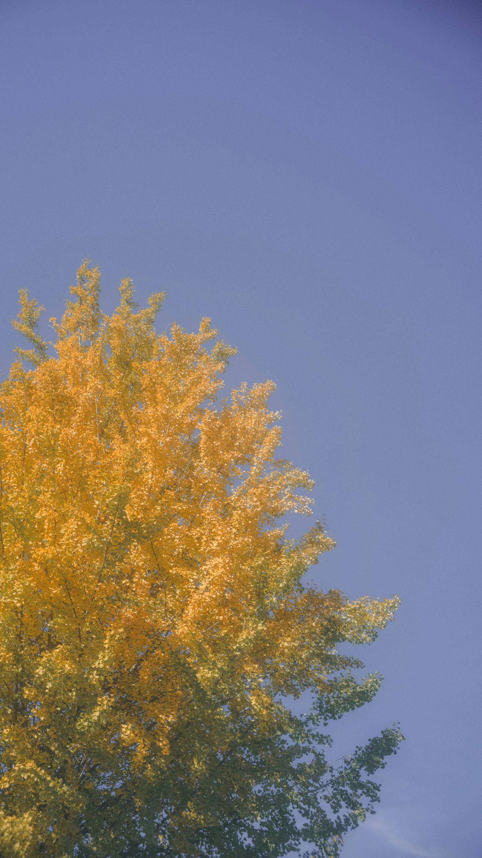 青空の下にオレンジ色の葉を持つ木の上部