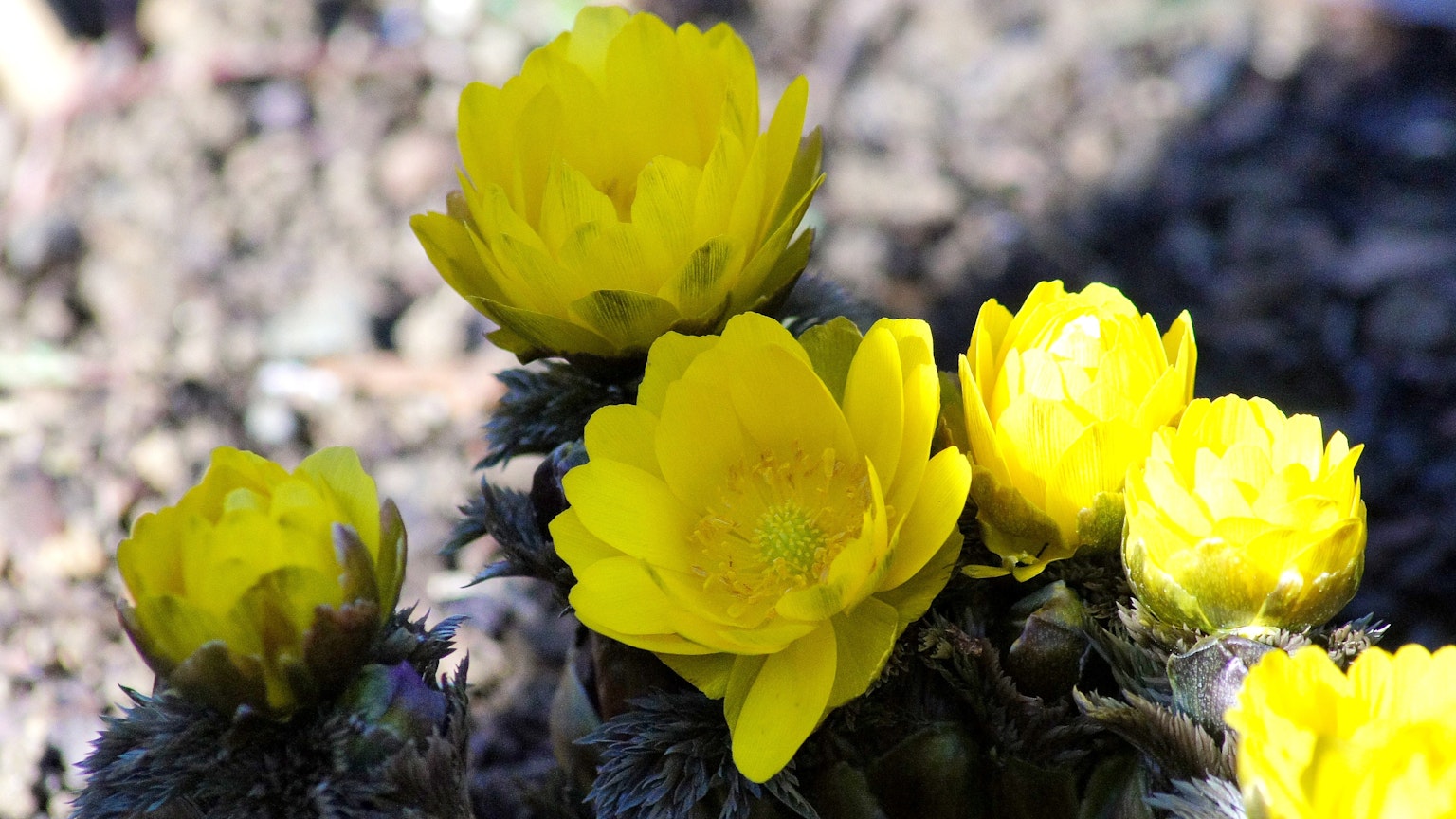 Nahaufnahme einer Pflanze mit leuchtend gelben Blumen