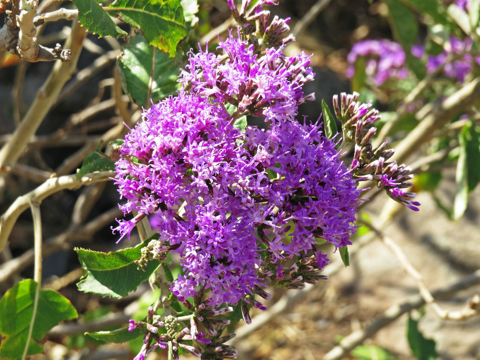 Nahaufnahme einer blühenden Pflanze mit lila Blüten