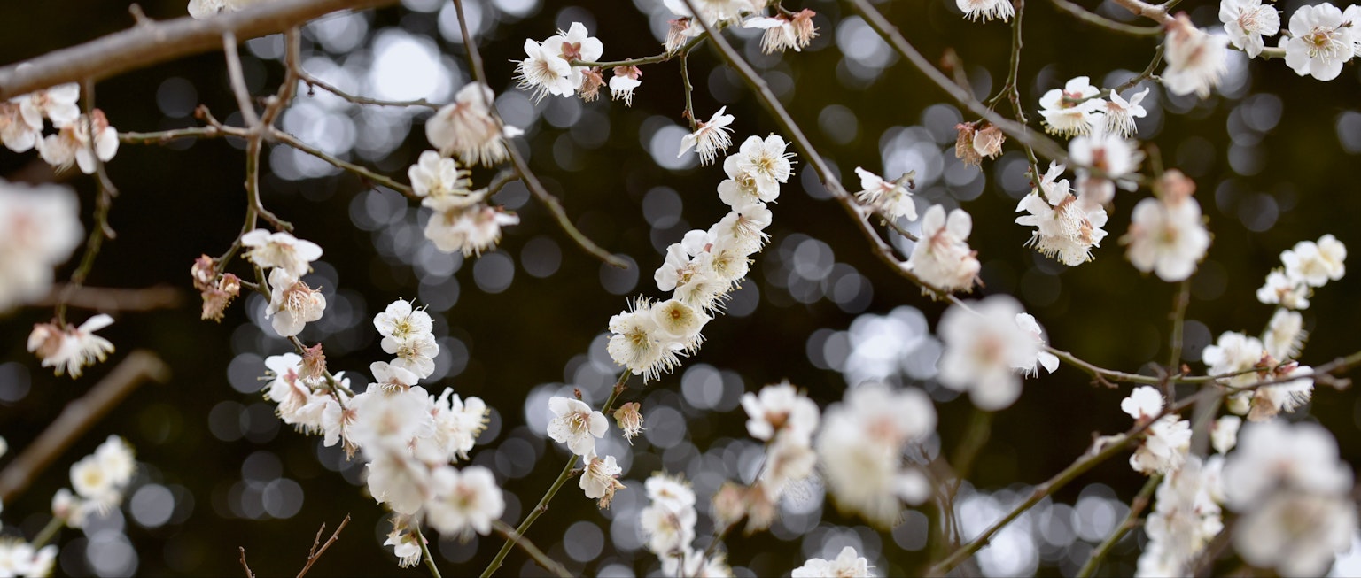 Gros plan de branches avec des fleurs blanches arrière-plan flou